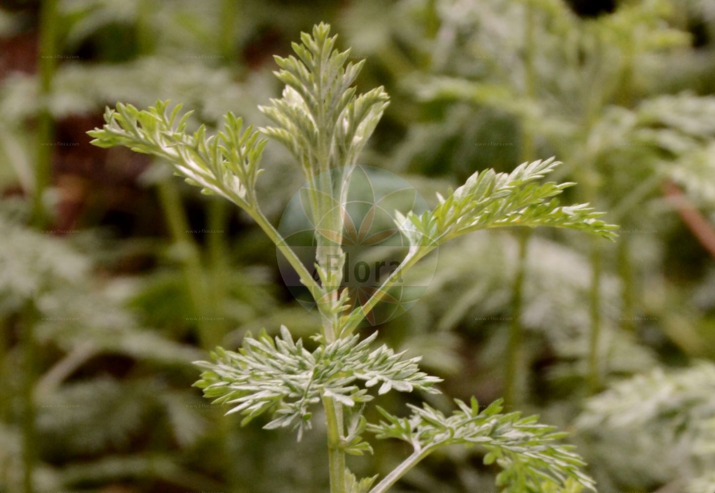 Foto von Artemisia laciniata (Schlitzblättriger Beifuß - Siberian Wormwood). Das Foto wurde in München, Bayern, Deutschland aufgenommen. ---- Photo of Artemisia laciniata (Schlitzblättriger Beifuß - Siberian Wormwood). The picture was taken in Munich, Bavaria, Germany.(Artemisia laciniata,Schlitzblättriger Beifuß,Siberian Wormwood,Artemisia laciniata,Schlitzblaettriger Beifuss,Siberian Wormwood,Artemisia,Beifuß,Mugwort,Asteraceae,Korbblütengewächse,Daisy family)