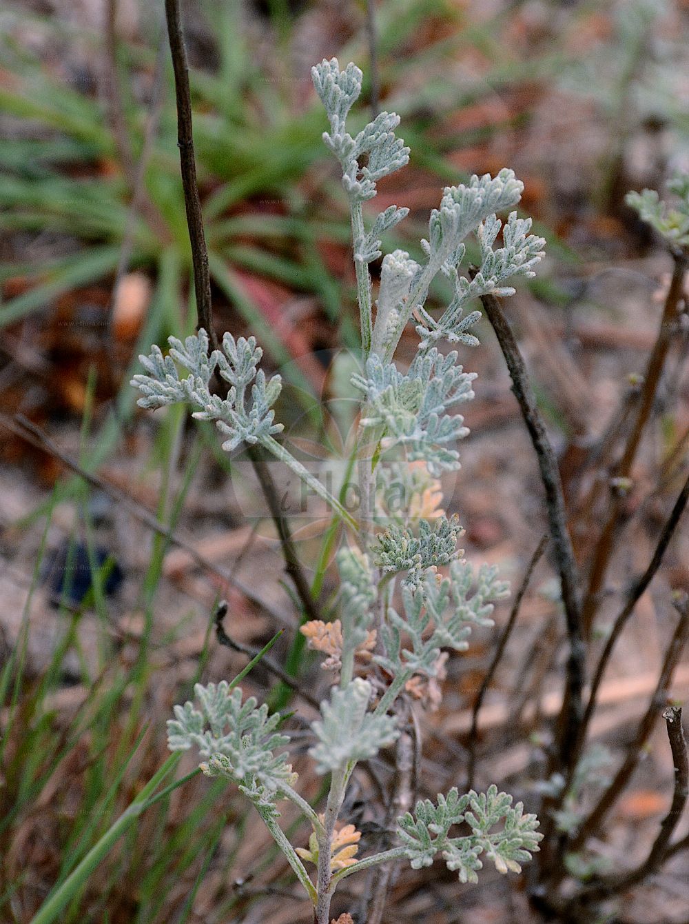 Foto von Artemisia maritima (Strand-Beifuß - Sea Wormwood). Das Foto wurde in Berlin, Deutschland aufgenommen. ---- Photo of Artemisia maritima (Strand-Beifuß - Sea Wormwood). The picture was taken in Berlin, Germany.(Artemisia maritima,Strand-Beifuß,Sea Wormwood,Artemisia maritima,Artemisia pseudogallica,Artemisia salina,Seriphidium maritimum,Strand-Beifuss,Sea Wormwood,Maritime Wormwood,Artemisia,Beifuß,Mugwort,Asteraceae,Korbblütengewächse,Daisy family)