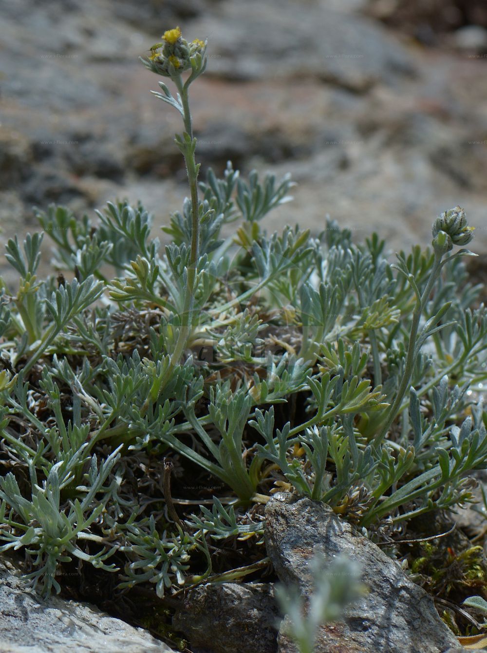 Foto von Artemisia umbelliformis (Echte Edelraute - Alps Mugwort). Das Foto wurde in Monte Bondeone, Provincia Autonoma di Trento, Italien, Alpen aufgenommen. ---- Photo of Artemisia umbelliformis (Echte Edelraute - Alps Mugwort). The picture was taken in Monte Bondeone, Provincia Autonoma di Trento, Italy, Alps.(Artemisia umbelliformis,Echte Edelraute,Alps Mugwort,Artemisia gabriellae,Artemisia laxa,Artemisia mutellina,Artemisia umbelliformis,Artemisia umbelliformis subsp. gabriellae,Echte Edelraute,Alps Mugwort,Alpine Wormwood,Alps Wormwood,Yellow Genipi,Artemisia,Beifuß,Mugwort,Asteraceae,Korbblütengewächse,Daisy family)