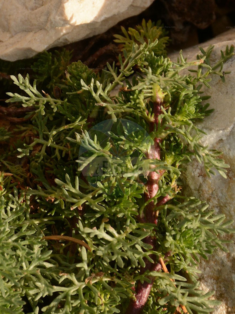 Foto von Artemisia rupestris (Felsen-Beifuß - Rock Mugwort). Das Foto wurde in Lyon, Auvergne-Rhône-Alpes, Frankreich aufgenommen. ---- Photo of Artemisia rupestris (Felsen-Beifuß - Rock Mugwort). The picture was taken in Lyon, Auvergne-Rhône-Alpes, France.(Artemisia rupestris,Felsen-Beifuß,Rock Mugwort,Artemisia rupestris,Felsen-Beifuss,Steppen-Beifuss,Rock Mugwort,Artemisia,Beifuß,Mugwort,Asteraceae,Korbblütengewächse,Daisy family)