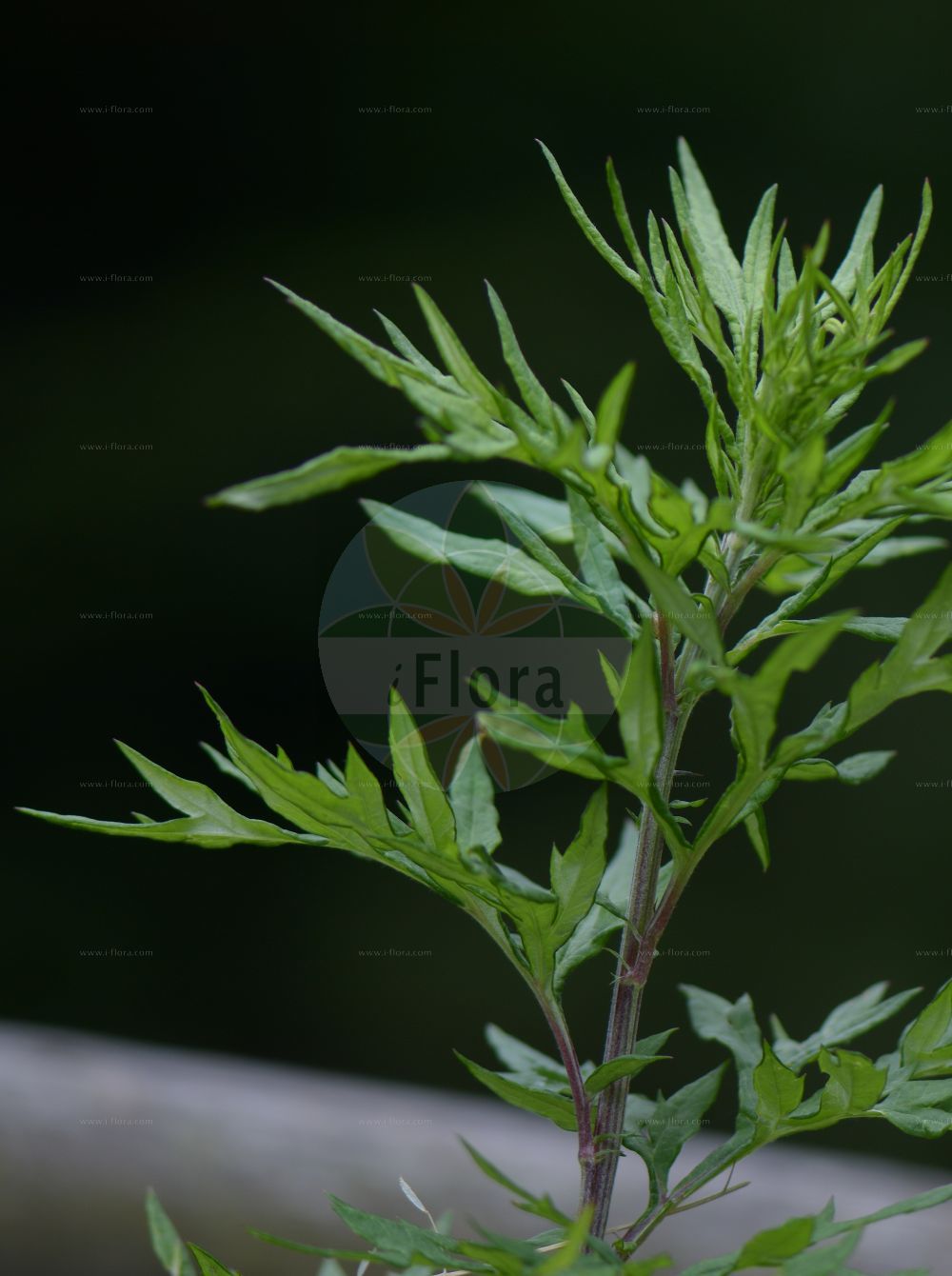Foto von Artemisia verlotiorum (Kamtschatka Beifuß - Chinese Mugwort). Das Foto wurde in Monte Baldo, Ferrara di Monte Baldo, Veneto, Italien, Alpen aufgenommen. ---- Photo of Artemisia verlotiorum (Kamtschatka Beifuß - Chinese Mugwort). The picture was taken in Monte Baldo, Ferrara di Monte Baldo, Veneto, Italy, Alps.(Artemisia verlotiorum,Kamtschatka Beifuß,Chinese Mugwort,Artemisia verlotiorum,Artemisia vulgaris subsp. verlotiorum,Kamtschatka Beifuss,Gedrungener Gewoehnlicher Beifuss,Kamtschatka-Beifuss,Verlot-Beifuss,Verlotscher Beifuss,Chinese Mugwort,Artemisia,Beifuß,Mugwort,Asteraceae,Korbblütengewächse,Daisy family)