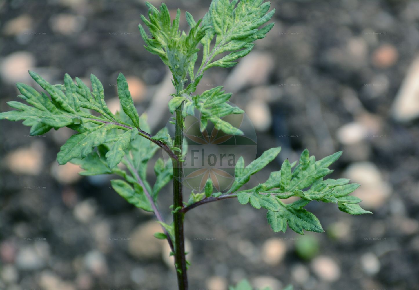 Foto von Artemisia vulgaris (Gewöhnlicher Beifuß - Mugwort). Das Foto wurde in Jardin des Plantes, Paris, Frankreich aufgenommen. ---- Photo of Artemisia vulgaris (Gewöhnlicher Beifuß - Mugwort). The picture was taken in Jardin des Plantes, Paris, France.(Artemisia vulgaris,Gewöhnlicher Beifuß,Mugwort,Artemisia vulgaris,Artemisia vulgaris subsp. coarctata,,Gewoehnlicher Beifuss,Mugwort,Chrysanthemum Weed,Common Mugwort,Common Wormwood,Artemisia,Beifuß,Mugwort,Asteraceae,Korbblütengewächse,Daisy family)