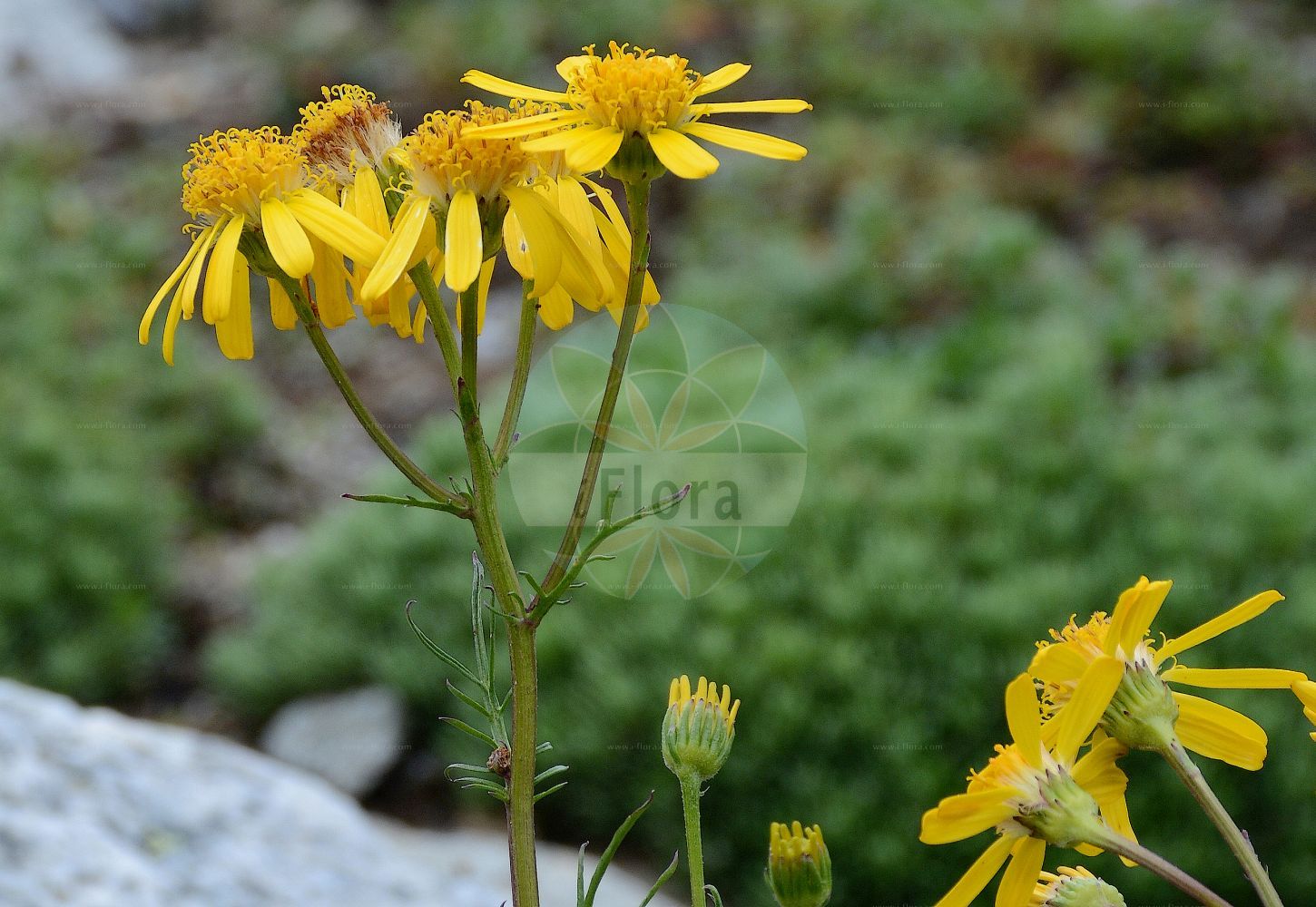 Foto von Jacobaea abrotanifolia (Eberrauten-Greiskraut - Pinnate-leaved Ragwort). Das Foto wurde in Schynige Platte, Interlaken, Bern, Schweiz aufgenommen. ---- Photo of Jacobaea abrotanifolia (Eberrauten-Greiskraut - Pinnate-leaved Ragwort). The picture was taken in Schynige Platte, Interlaken, Bern, Switzerland.(Jacobaea abrotanifolia,Eberrauten-Greiskraut,Pinnate-leaved Ragwort,Jacobaea abrotanifolia,Senecio abrotanifolius,Eberrauten-Greiskraut,Pinnate-leaved Ragwort,Jacobaea,Asteraceae,Korbblütengewächse,Daisy family)