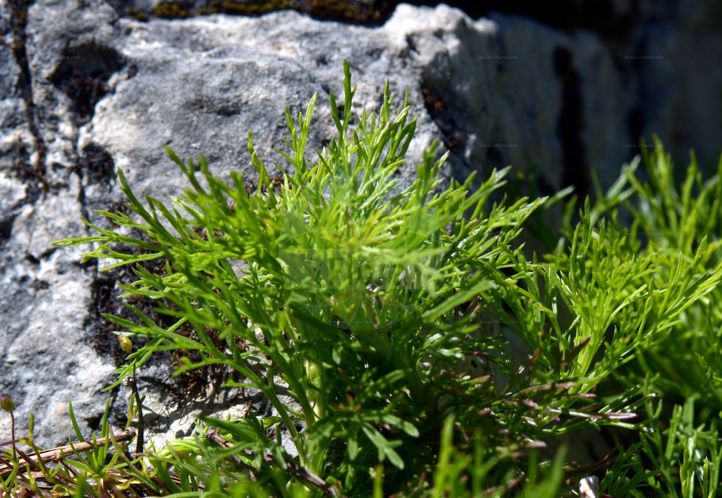 Foto von Jacobaea abrotanifolia (Eberrauten-Greiskraut - Pinnate-leaved Ragwort). Das Foto wurde in Schachen, Garmisch-Partenkirchen, Bayern, Deutschland, Alpen aufgenommen. ---- Photo of Jacobaea abrotanifolia (Eberrauten-Greiskraut - Pinnate-leaved Ragwort). The picture was taken in Schachen, Garmisch-Partenkirchen, Bavaria, Germany, Alps.(Jacobaea abrotanifolia,Eberrauten-Greiskraut,Pinnate-leaved Ragwort,Jacobaea abrotanifolia,Senecio abrotanifolius,Eberrauten-Greiskraut,Pinnate-leaved Ragwort,Jacobaea,Asteraceae,Korbblütengewächse,Daisy family)