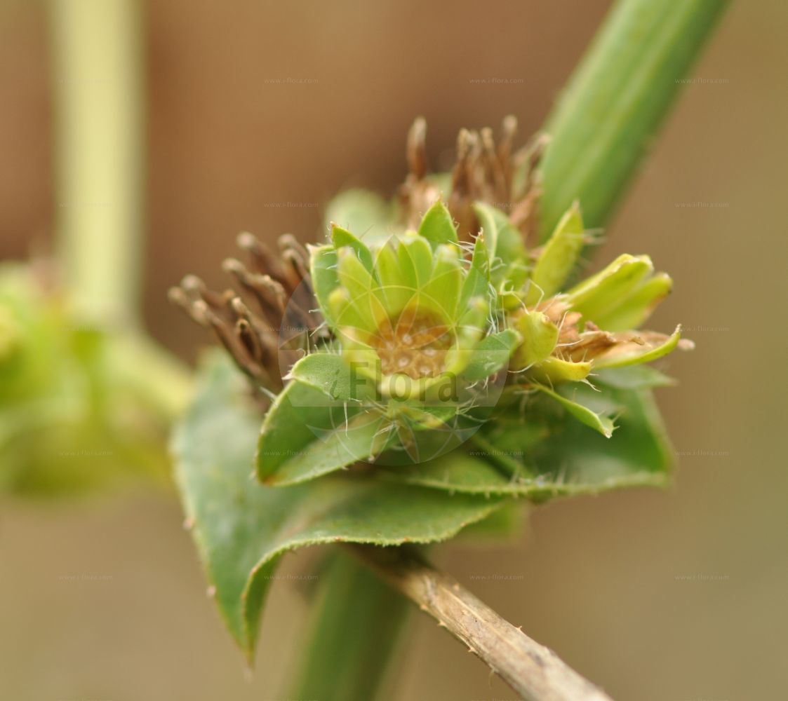 Foto von Cichorium endivia (Winter-Endivie - Endive). Das Foto wurde in Frankfurt, Hessen, Deutschland aufgenommen. ---- Photo of Cichorium endivia (Winter-Endivie - Endive). The picture was taken in Frankfurt, Hesse, Germany.(Cichorium endivia,Winter-Endivie,Endive,Cichorium endivia,Cichorium endivia subsp. sativum,Winter-Endivie,Endivie,Endive,Cultivated Endive,Cichorium,Wegwarte,Chicory,Asteraceae,Korbblütengewächse,Daisy family)