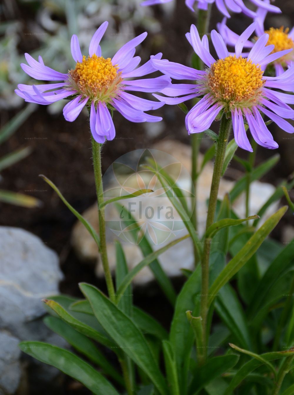 Foto von Aster alpinus (Alpen-Aster - Alpine Aster). Das Foto wurde in Schynige Platte, Interlaken, Bern, Schweiz aufgenommen. ---- Photo of Aster alpinus (Alpen-Aster - Alpine Aster). The picture was taken in Schynige Platte, Interlaken, Bern, Switzerland.(Aster alpinus,Alpen-Aster,Alpine Aster,Aster alpinus,Aster garibaldii,Aster hispanicus,Aster korshinskyi,Alpen-Aster,Alpine Aster,Blue Alpine Daisy,Aster,Aster,Sea Aster,Asteraceae,Korbblütengewächse,Daisy family)