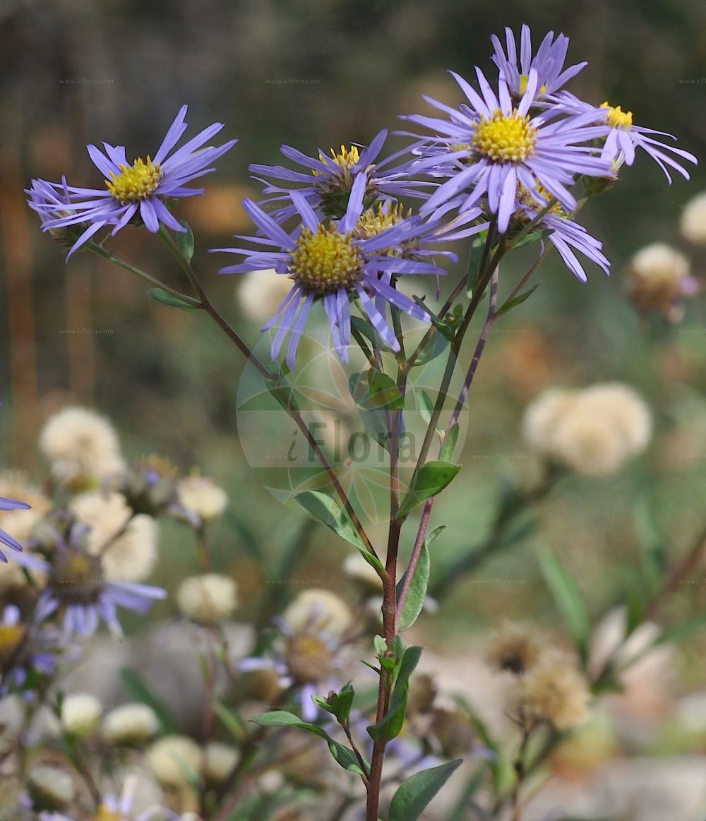 Foto von Aster amellus (Kalk-Aster - European Michaelmas-daisy). Das Foto wurde in Bayreuth, Bayern, Deutschland aufgenommen. ---- Photo of Aster amellus (Kalk-Aster - European Michaelmas-daisy). The picture was taken in Bayreuth, Bavaria, Germany.(Aster amellus,Kalk-Aster,European Michaelmas-daisy,Aster amelloides,Aster amellus,Aster ottomanus,Kalk-Aster,European Michaelmas-daisy,Italian Aster,Italian Starwort,Aster,Aster,Sea Aster,Asteraceae,Korbblütengewächse,Daisy family)