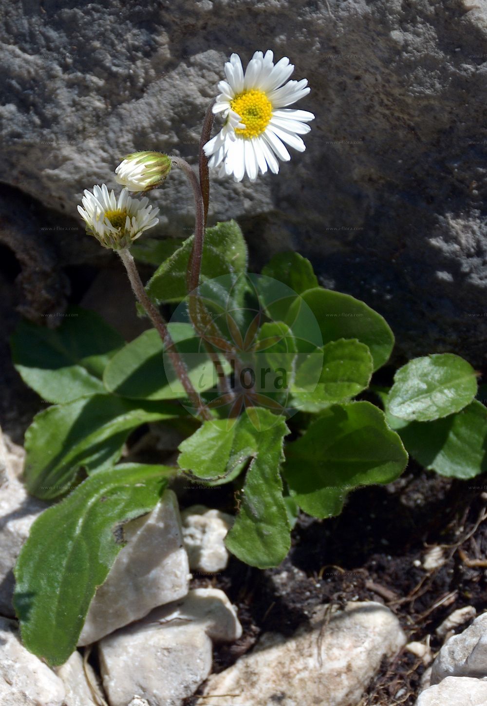 Foto von Bellidiastrum michelii (Alpenmaßliebchen - False Aster). Das Foto wurde in Schachen, Garmisch-Partenkirchen, Bayern, Deutschland, Alpen aufgenommen. ---- Photo of Bellidiastrum michelii (Alpenmaßliebchen - False Aster). The picture was taken in Schachen, Garmisch-Partenkirchen, Bavaria, Germany, Alps.(Bellidiastrum michelii,Alpenmaßliebchen,False Aster,Aster bellidiastrum,Bellidiastrum michelii,Doronicum bellidiastrum,Alpenmassliebchen,Alpenmasslieb,Sternlieb,False Aster,False Daisy,Mountain Daisy,Bellidiastrum,Asteraceae,Korbblütengewächse,Daisy family)