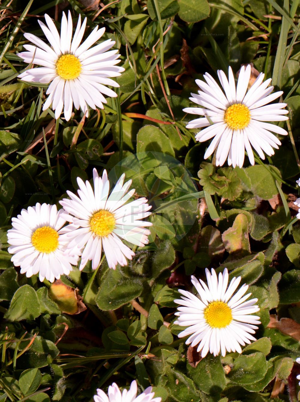 Foto von Bellis perennis (Mehrjähriges Gänseblümchen - Daisy). Das Foto wurde in Mainz, Rheinland-Pfalz, Deutschland aufgenommen. ---- Photo of Bellis perennis (Mehrjähriges Gänseblümchen - Daisy). The picture was taken in Mainz, Rhineland-Palatinate, Germany.(Bellis perennis,Mehrjähriges Gänseblümchen,Daisy,Bellis armena,Bellis hortensis,Bellis hybrida,Bellis perennis,Bellis pumila,Mehrjaehriges Gaensebluemchen,Massliebchen,Daisy,Common Daisy,Daisy,English Daisy,Lawn Daisy,Bellis,Gänseblümchen,Daisy,Asteraceae,Korbblütengewächse,Daisy family)