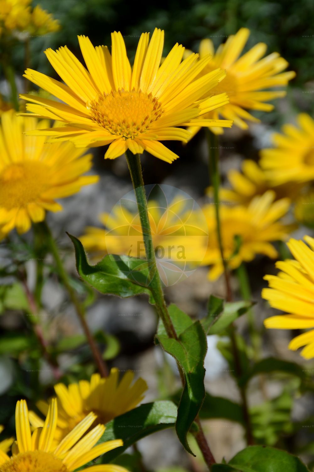 Foto von Buphthalmum salicifolium (Weidenblättriges Ochsenauge - Ox-eye). Das Foto wurde in La Rambertina, Waadt, Schweiz aufgenommen. ---- Photo of Buphthalmum salicifolium (Weidenblättriges Ochsenauge - Ox-eye). The picture was taken in La Rambertina, Vaud, Switzerland.(Buphthalmum salicifolium,Weidenblättriges Ochsenauge,Ox-eye,Buphthalmum grandiflorum,Buphthalmum salicifolium,Buphthalmum salicinum,Weidenblaettriges Ochsenauge,Rindsauge,Ox-eye,Yellow Ox-eye,Buphthalmum,Ochsenauge,Ox Eye,Asteraceae,Korbblütengewächse,Daisy family)