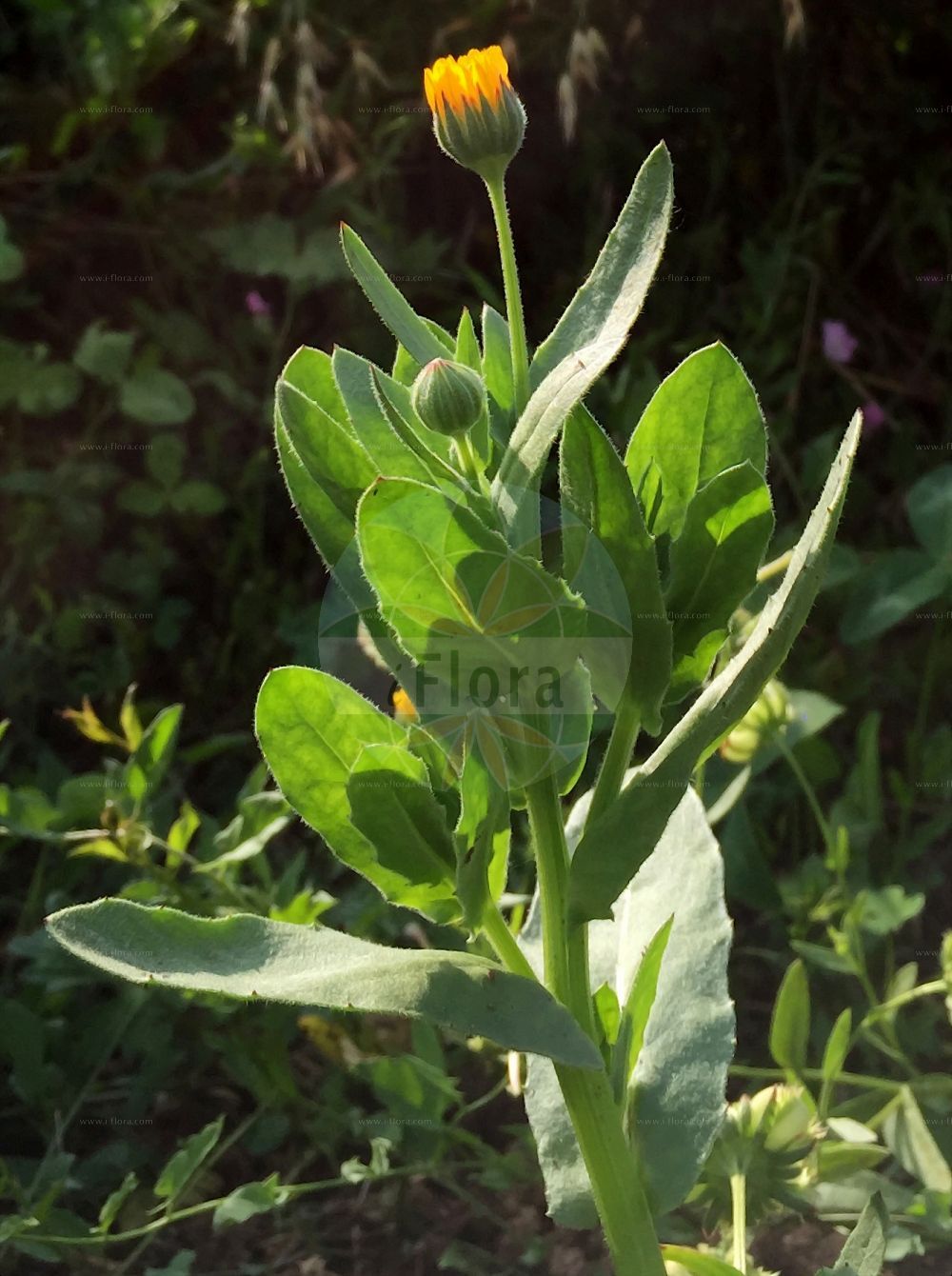 Foto von Calendula arvensis (Acker-Ringelblume - Field Marigold). Das Foto wurde in Ulm, Bayern, Deutschland aufgenommen. ---- Photo of Calendula arvensis (Acker-Ringelblume - Field Marigold). The picture was taken in Ulm, Bavaria, Germany.(Calendula arvensis,Acker-Ringelblume,Field Marigold,Calendula aegyptiaca,Calendula alata,Calendula arvensis,Calendula bicolor,Calendula ceratosperma,Calendula crista-galli,Calendula echinata,Calendula gracilis,Calendula macroptera,Calendula malacitana,Calendula micrantha,Calendula parviflora,Calendula persica,Calendula sancta,Calendula sinuata,Calendula sublanata,Caltha arvensis,Acker-Ringelblume,Field Marigold,Field Calendula,Calendula,Ringelblume,Marigold,Asteraceae,Korbblütengewächse,Daisy family)