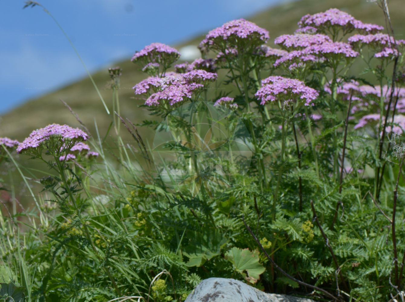 Foto von Achillea aspleniifolia (Farnblättrige Schafgarbe). Das Foto wurde in Chanousia, Kleiner St. Bernhard, Auvergne-Rhône-Alpes, Frankreich aufgenommen. ---- Photo of Achillea aspleniifolia (Farnblättrige Schafgarbe). The picture was taken in Chanousia, Little St. Bernhard, Auvergne-Rhône-Alpes, France.(Achillea aspleniifolia,Farnblättrige Schafgarbe,Achillea aspleniifolia,Farnblaettrige Schafgarbe,Farn-Schafgarbe,Achillea,Schafgarbe,Yarrow,Asteraceae,Korbblütengewächse,Daisy family)