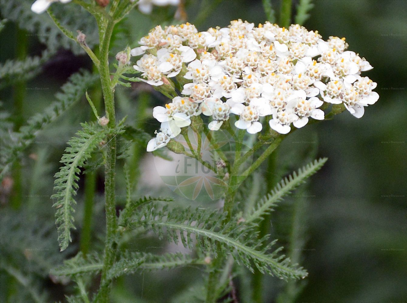 Foto von Achillea aspleniifolia (Farnblättrige Schafgarbe). Das Foto wurde in Münster, Nordrhein-Westfalen, Deutschland aufgenommen. ---- Photo of Achillea aspleniifolia (Farnblättrige Schafgarbe). The picture was taken in Muenster, North Rhine-Westphalia, Germany.(Achillea aspleniifolia,Farnblättrige Schafgarbe,Achillea aspleniifolia,Farnblaettrige Schafgarbe,Farn-Schafgarbe,Achillea,Schafgarbe,Yarrow,Asteraceae,Korbblütengewächse,Daisy family)