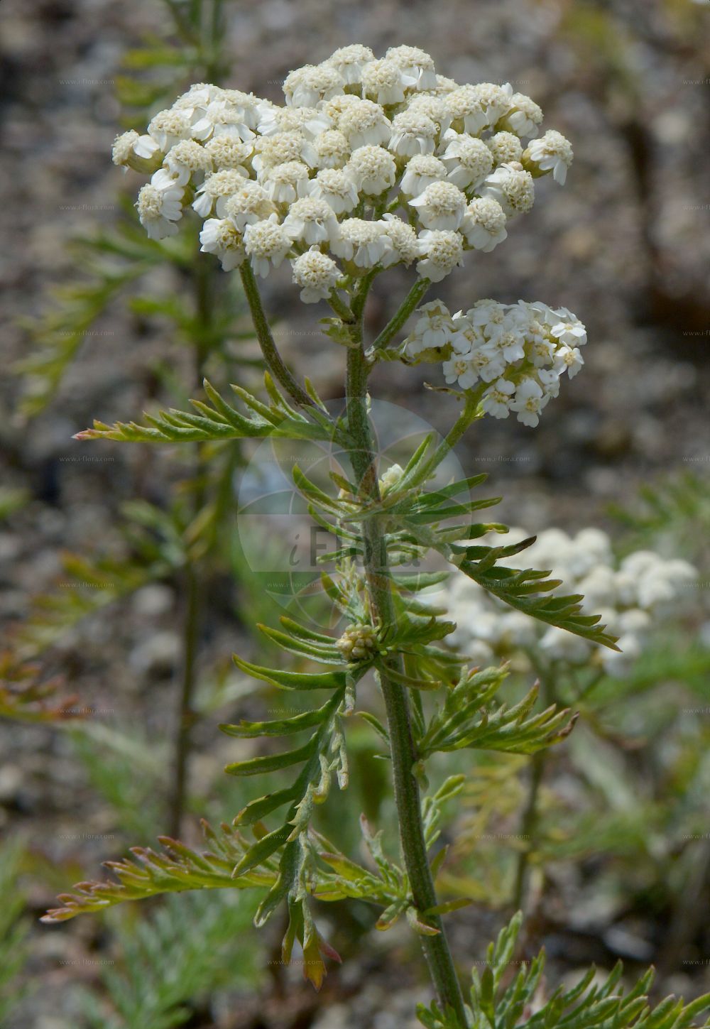 Foto von Achillea crithmifolia. Das Foto wurde in Saussurea, Mont Blanc, Valle d’Aosta, Italien aufgenommen. ---- Photo of Achillea crithmifolia. The picture was taken in Saussurea, Mont Blanc, Valle d'Aosta, Italy.(Achillea crithmifolia,Achillea banatica,Achillea bulgarica,Achillea crithmifolia,Achillea doerfleri,Achillea smithii,Achillea,Schafgarbe,Yarrow,Asteraceae,Korbblütengewächse,Daisy family)