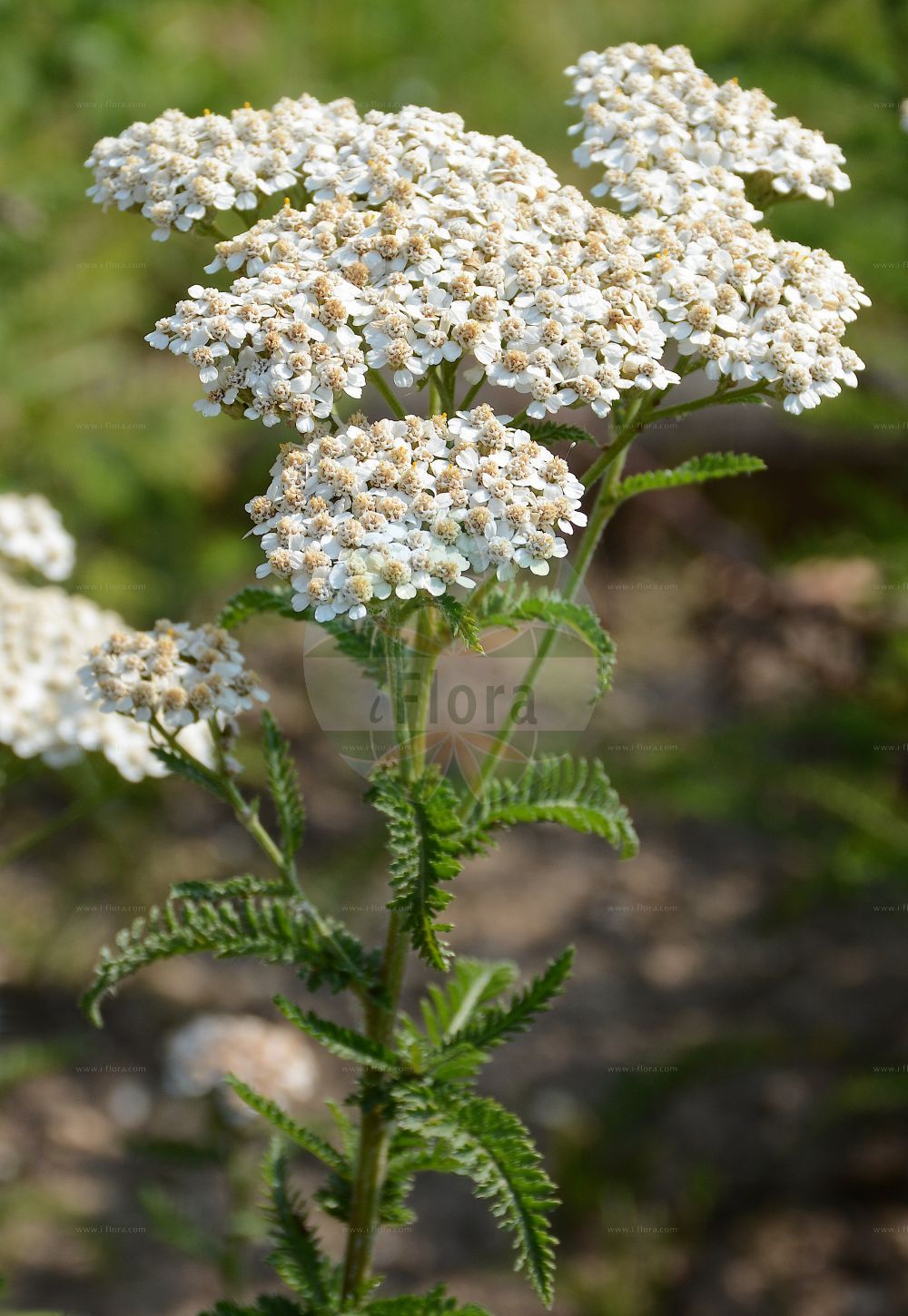 Foto von Achillea distans. Das Foto wurde in Bonn, Nordrhein-Westfalen, Deutschland aufgenommen. ---- Photo of Achillea distans. The picture was taken in Bonn, North Rhine-Westphalia, Germany.(Achillea distans,Achillea distans,Achillea lanata,Achillea tanacetifolia subsp. lanata,Achillea,Schafgarbe,Yarrow,Asteraceae,Korbblütengewächse,Daisy family)