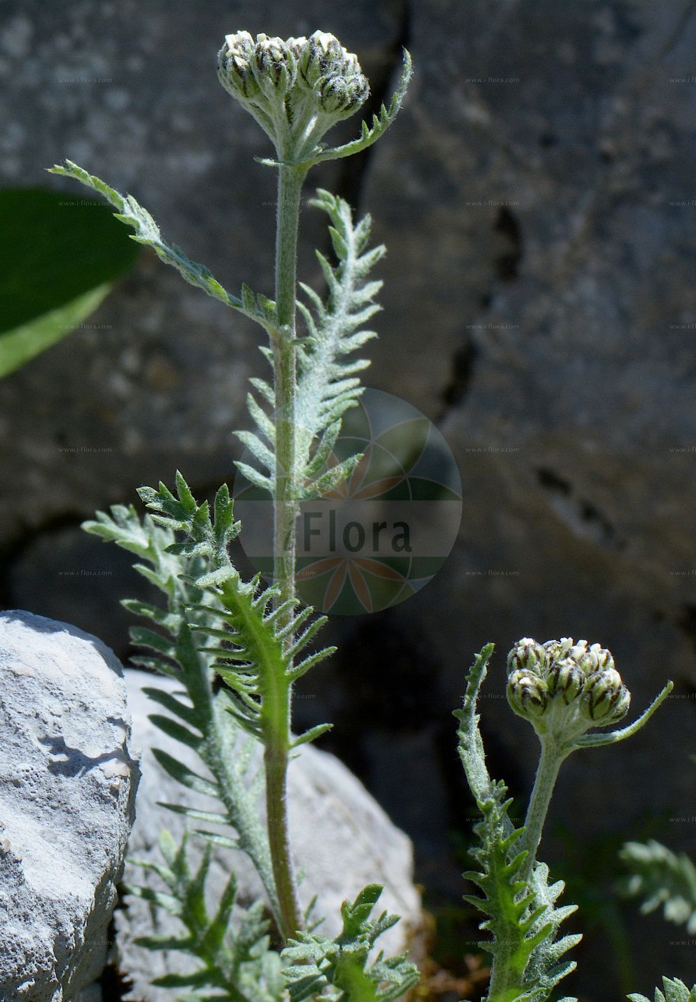 Foto von Achillea nana. Das Foto wurde in Schachen, Garmisch-Partenkirchen, Bayern, Deutschland, Alpen aufgenommen. ---- Photo of Achillea nana. The picture was taken in Schachen, Garmisch-Partenkirchen, Bavaria, Germany, Alps.(Achillea nana,Achillea nana,Ptarmica nana,Achillea,Schafgarbe,Yarrow,Asteraceae,Korbblütengewächse,Daisy family)