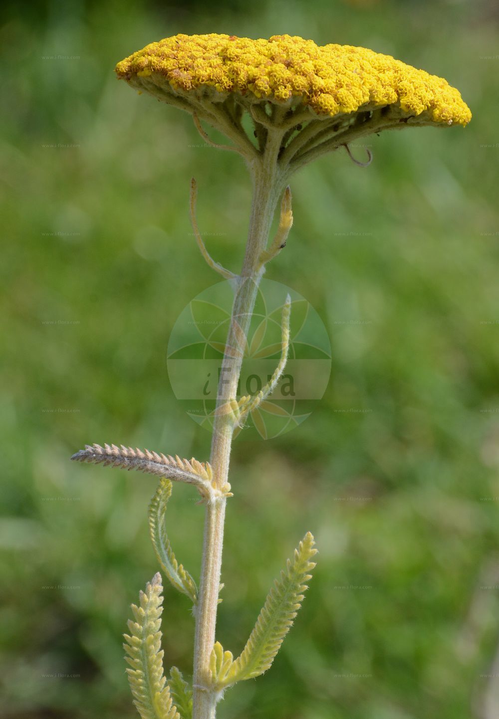 Foto von Achillea tomentosa. Das Foto wurde in Bonn, Nordrhein-Westfalen, Deutschland aufgenommen. ---- Photo of Achillea tomentosa. The picture was taken in Bonn, North Rhine-Westphalia, Germany.(Achillea tomentosa,Achillea tomentosa,Achillea,Schafgarbe,Yarrow,Asteraceae,Korbblütengewächse,Daisy family)