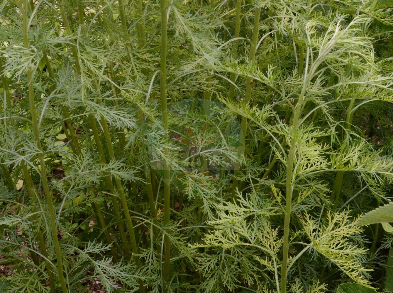 Foto von Artemisia abrotanum (Southernwood). Das Foto wurde in Wien, Österreich aufgenommen. ---- Photo of Artemisia abrotanum (Southernwood). The picture was taken in Vienna, Austria.(Artemisia abrotanum,Southernwood,Artemisia abrotanum,Artemisia elatior,Artemisia herbacea,Artemisia paniculata,Artemisia procera,Artemisia proceriformis,Artemisia,Beifuß,Mugwort,Asteraceae,Korbblütengewächse,Daisy family)