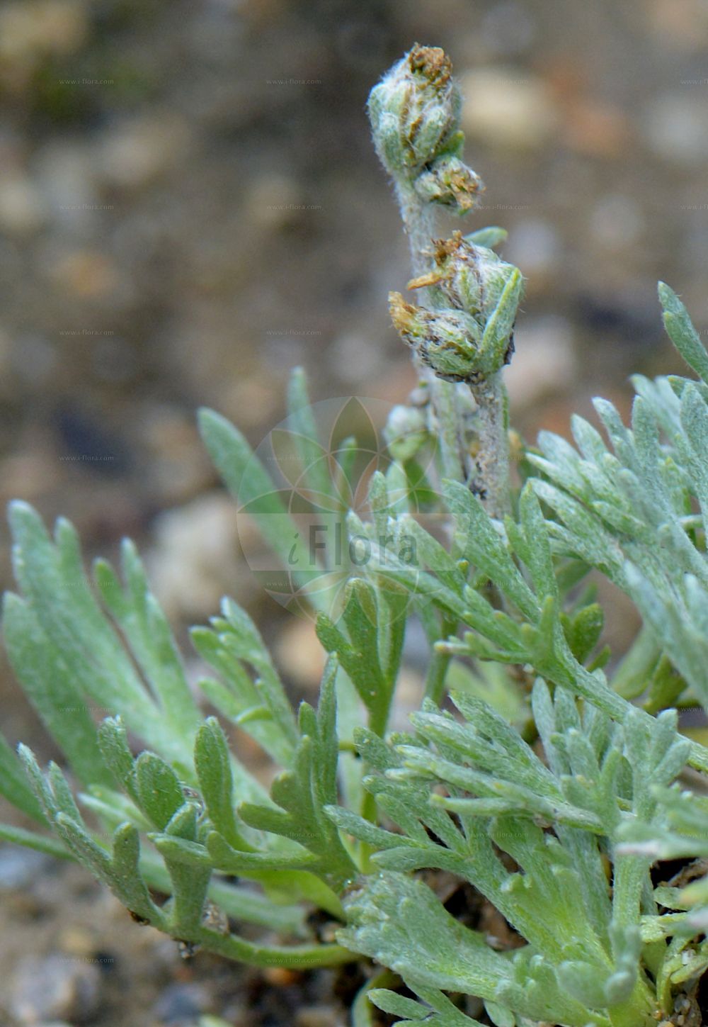 Foto von Artemisia genipi. Das Foto wurde in Saussurea, Mont Blanc, Valle d’Aosta, Italien aufgenommen. ---- Photo of Artemisia genipi. The picture was taken in Saussurea, Mont Blanc, Valle d'Aosta, Italy.(Artemisia genipi,Artemisia bocconei,Artemisia genipi,Artemisia spicata,Artemisia,Beifuß,Mugwort,Asteraceae,Korbblütengewächse,Daisy family)