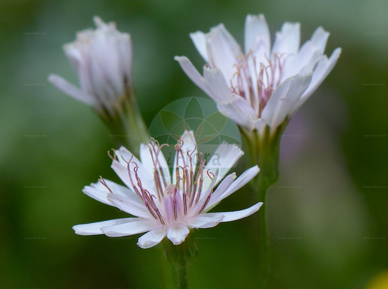 Foto von Crepis froelichiana. Das Foto wurde in Juliana, Trenta, Slowenien aufgenommen. ---- Photo of Crepis froelichiana. The picture was taken in Juliana, Trenta, Slovenia.(Crepis froelichiana,Crepis froelichiana,Hieracium parviflorum,Crepis,Pippau,Hawk's-beard,Asteraceae,Korbblütengewächse,Daisy family)