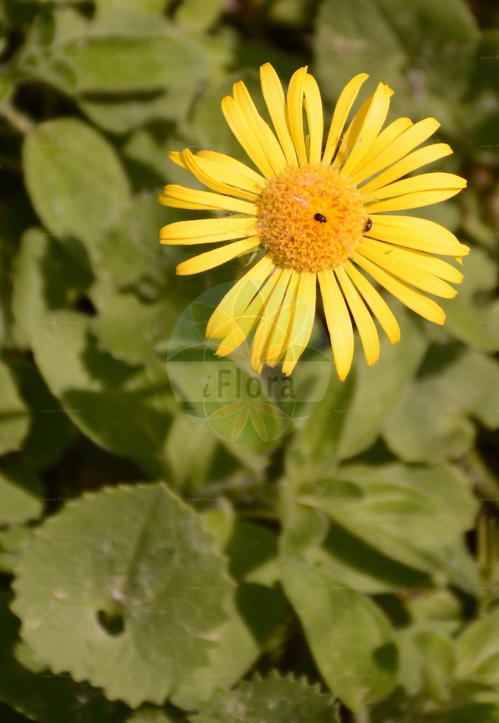 Foto von Doronicum cataractarum. Das Foto wurde in Marburg, Hessen, Deutschland aufgenommen. ---- Photo of Doronicum cataractarum. The picture was taken in Marburg, Hesse, Germany.(Doronicum cataractarum,Doronicum cataractarum,Doronicum,Gemswurz,False Leopard's-bane,Asteraceae,Korbblütengewächse,Daisy family)
