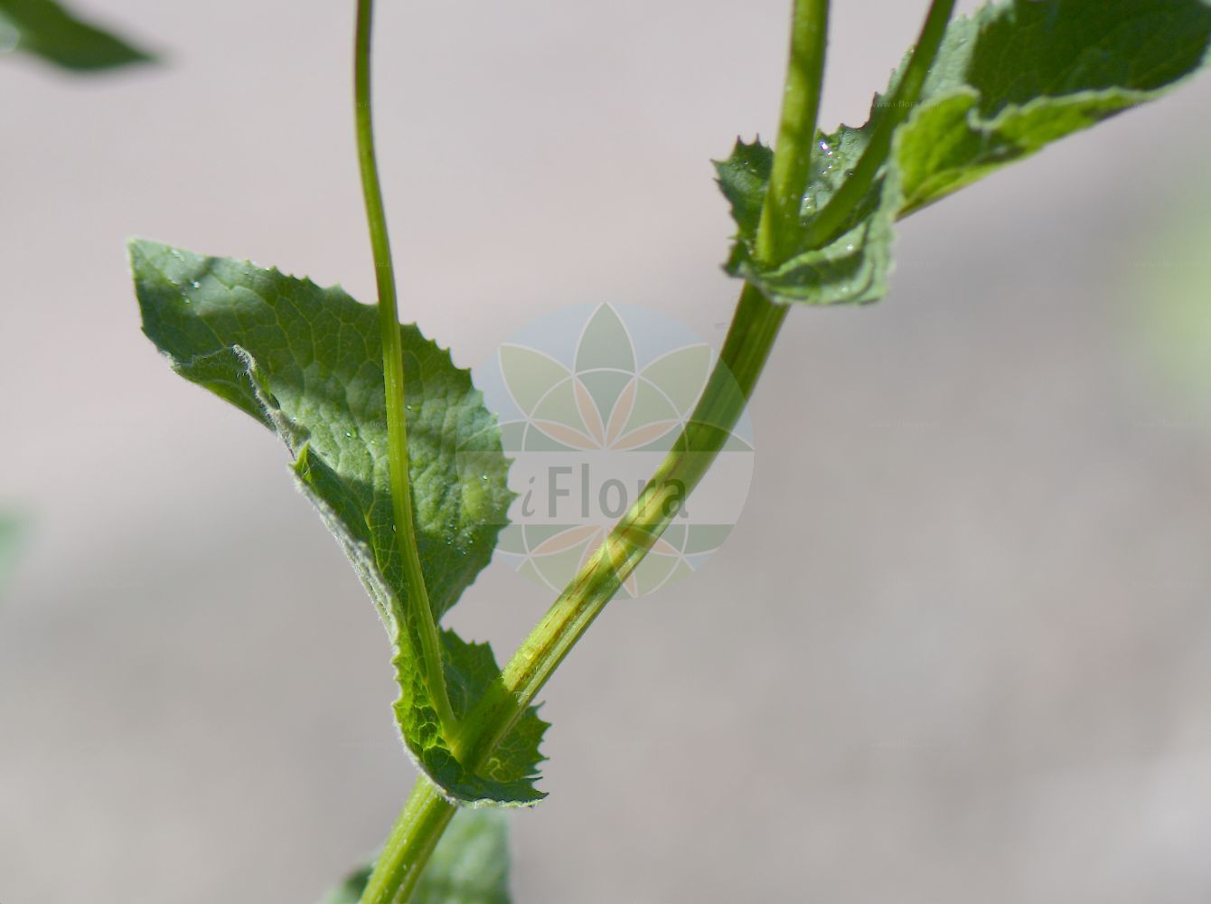 Foto von Doronicum plantagineum (Plantain-leaved Leopard's-Bane). Das Foto wurde in Oslo, Norwegen aufgenommen. ---- Photo of Doronicum plantagineum (Plantain-leaved Leopard's-Bane). The picture was taken in Oslo, Norway.(Doronicum plantagineum,Plantain-leaved Leopard's-Bane,Doronicum plantagineum,Doronicum,Gemswurz,False Leopard's-bane,Asteraceae,Korbblütengewächse,Daisy family)