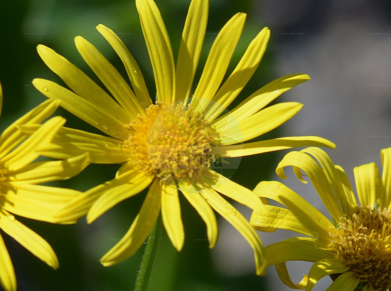 Foto von Doronicum plantagineum (Plantain-leaved Leopard's-Bane). Das Foto wurde in Oslo, Norwegen aufgenommen. ---- Photo of Doronicum plantagineum (Plantain-leaved Leopard's-Bane). The picture was taken in Oslo, Norway.(Doronicum plantagineum,Plantain-leaved Leopard's-Bane,Doronicum plantagineum,Doronicum,Gemswurz,False Leopard's-bane,Asteraceae,Korbblütengewächse,Daisy family)