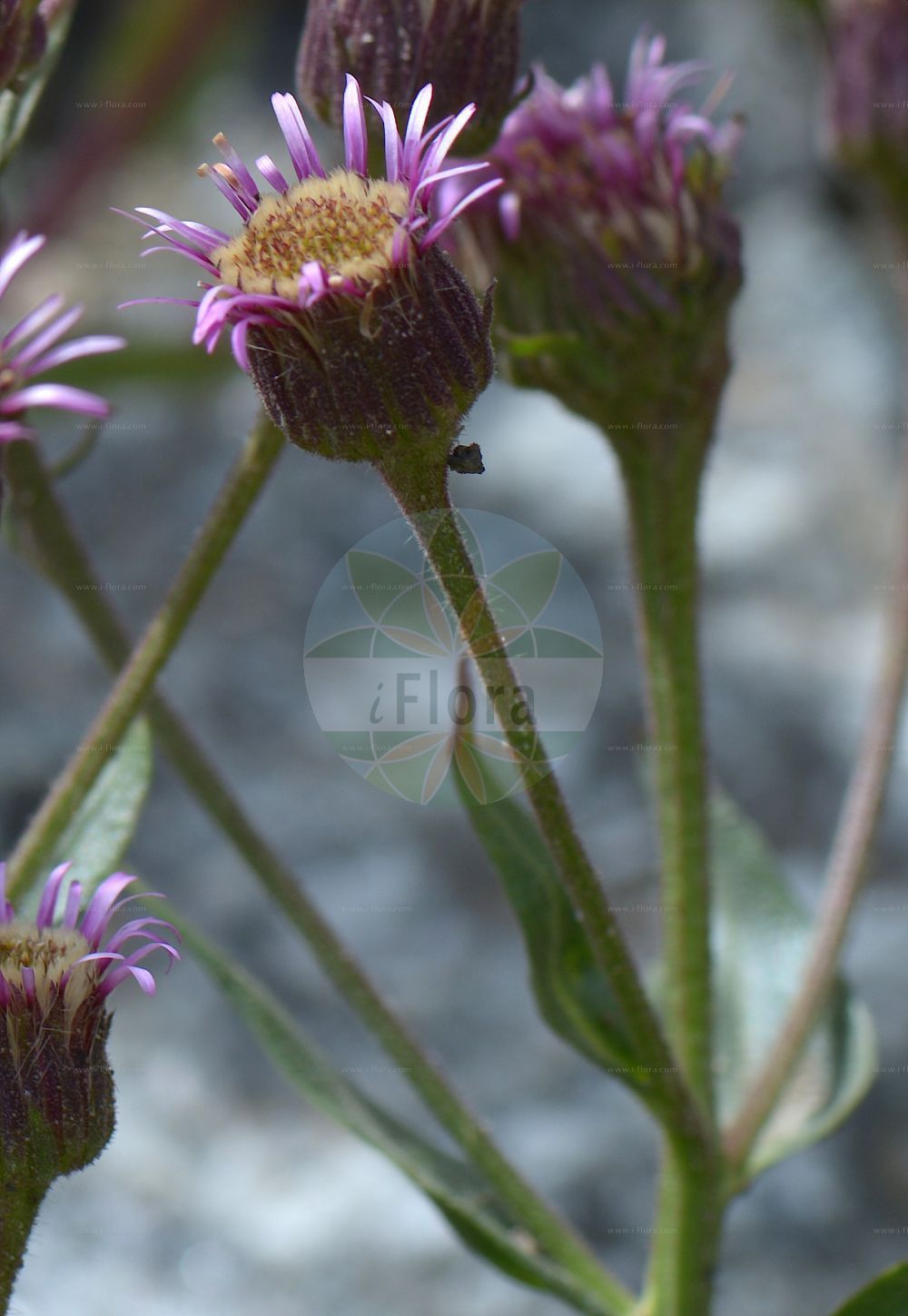 Foto von Erigeron atticus (Drüsiges Berufkraut - Greek Fleabane). Das Foto wurde in Saussurea, Mont Blanc, Valle d’Aosta, Italien aufgenommen. ---- Photo of Erigeron atticus (Drüsiges Berufkraut - Greek Fleabane). The picture was taken in Saussurea, Mont Blanc, Valle d'Aosta, Italy.(Erigeron atticus,Drüsiges Berufkraut,Greek Fleabane,Erigeron atticus,Erigeron villarsii,Druesiges Berufkraut,Attisches Berufkraut,Reichdruesiges Berufkraut.,Villars´ Berufkraut,Greek Fleabane,Erigeron,Berufkraut,Fleabane,Asteraceae,Korbblütengewächse,Daisy family)