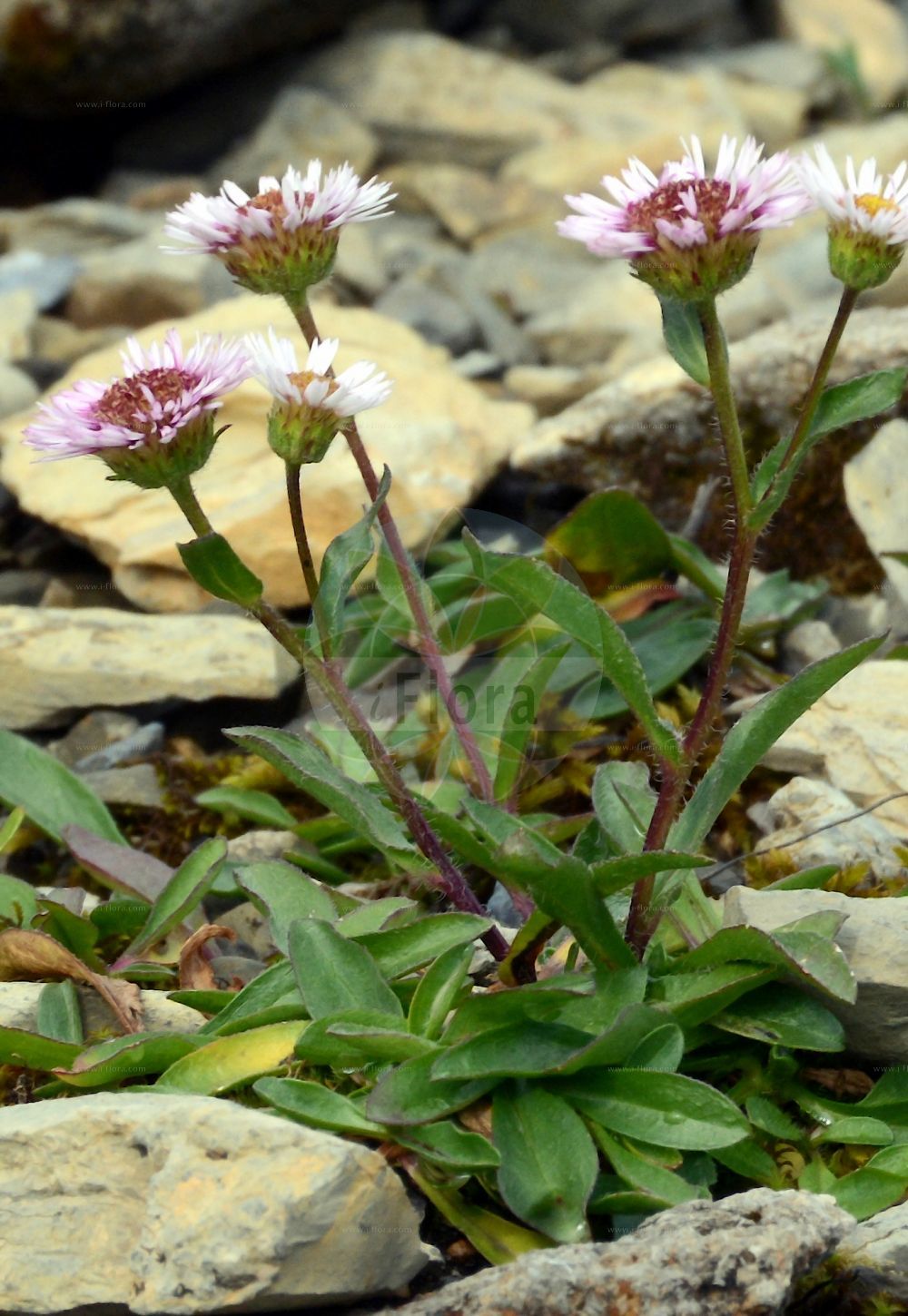 Foto von Erigeron glabratus (Kahles Berufkraut - Variable Fleabane). Das Foto wurde in Schynige Platte, Interlaken, Bern, Schweiz aufgenommen. ---- Photo of Erigeron glabratus (Kahles Berufkraut - Variable Fleabane). The picture was taken in Schynige Platte, Interlaken, Bern, Switzerland.(Erigeron glabratus,Kahles Berufkraut,Variable Fleabane,Erigeron glabratus,Erigeron uniflorus subsp. glabratus,Kahles Berufkraut,Variable Fleabane,Erigeron,Berufkraut,Fleabane,Asteraceae,Korbblütengewächse,Daisy family)