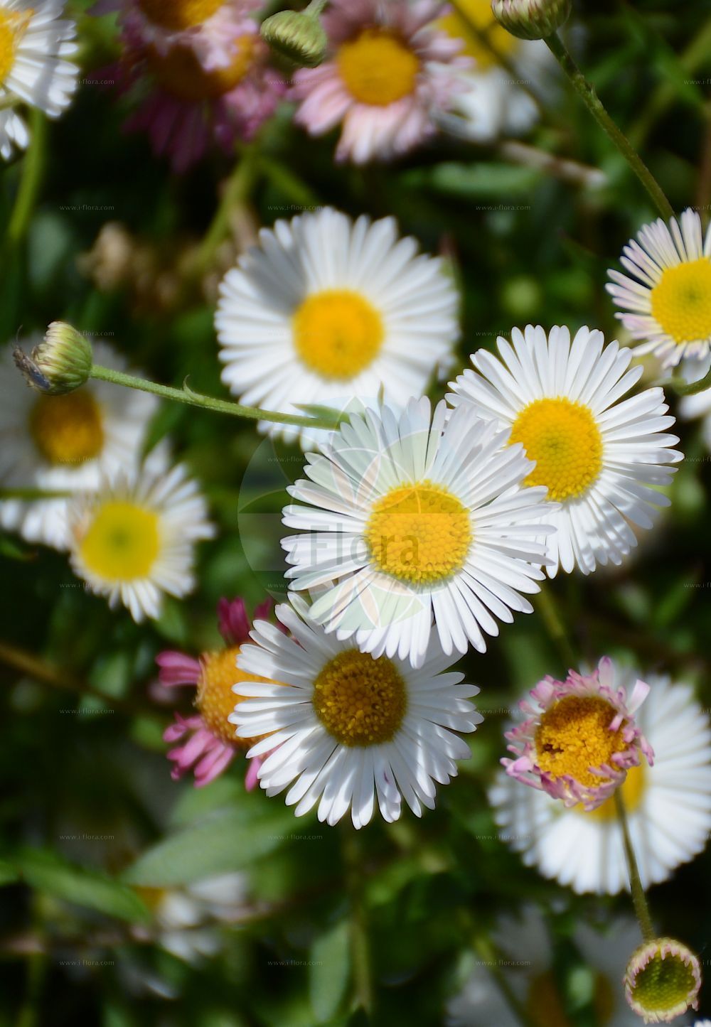 Foto von Erigeron karvinskianus (Mexican Fleabane). Das Foto wurde in Mainz, Rheinland-Pfalz, Deutschland aufgenommen. ---- Photo of Erigeron karvinskianus (Mexican Fleabane). The picture was taken in Mainz, Rhineland-Palatinate, Germany.(Erigeron karvinskianus,Mexican Fleabane,Erigeron karvinskianus,Erigeron mucronatus,Erigeron,Berufkraut,Fleabane,Asteraceae,Korbblütengewächse,Daisy family)