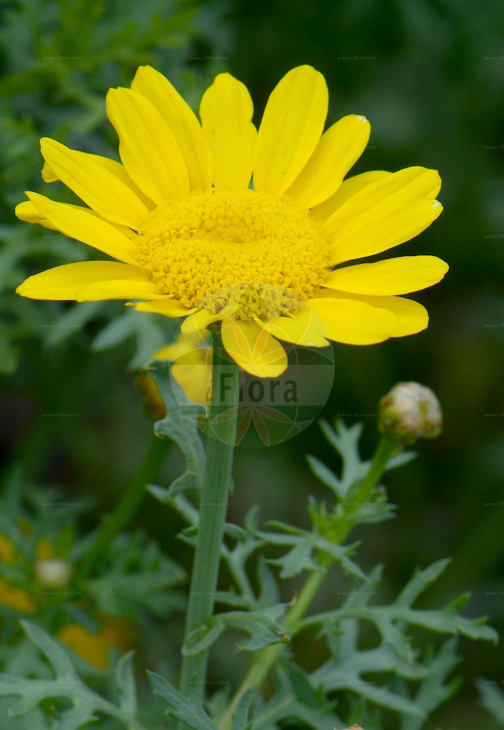 Foto von Glebionis coronaria (Crown Daisy). Das Foto wurde in Lyon, Auvergne-Rhône-Alpes, Frankreich aufgenommen. ---- Photo of Glebionis coronaria (Crown Daisy). The picture was taken in Lyon, Auvergne-Rhône-Alpes, France.(Glebionis coronaria,Crown Daisy,Chrysanthemum coronarium,Chrysanthemum merinoanum,Glebionis coronaria,Pinardia coronaria,Xanthophthalmum coronarium,Glebionis,Wucherblume,Asteraceae,Korbblütengewächse,Daisy family)