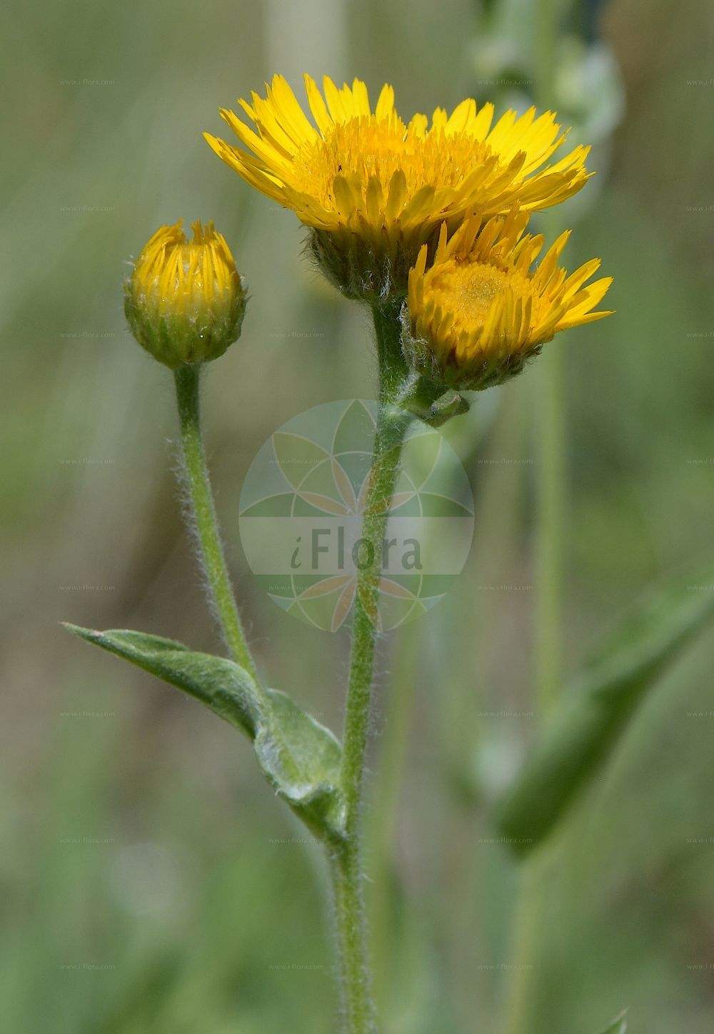 Foto von Inula oculus-christi (Hairy Fleabane). Das Foto wurde in Klagenfurt, Kärnten, Österreich aufgenommen. ---- Photo of Inula oculus-christi (Hairy Fleabane). The picture was taken in Klagenfurt, Carinthia, Austria.(Inula oculus-christi,Hairy Fleabane,Inula oculus-christi,Inula,Alant,Yellowhead,Asteraceae,Korbblütengewächse,Daisy family)