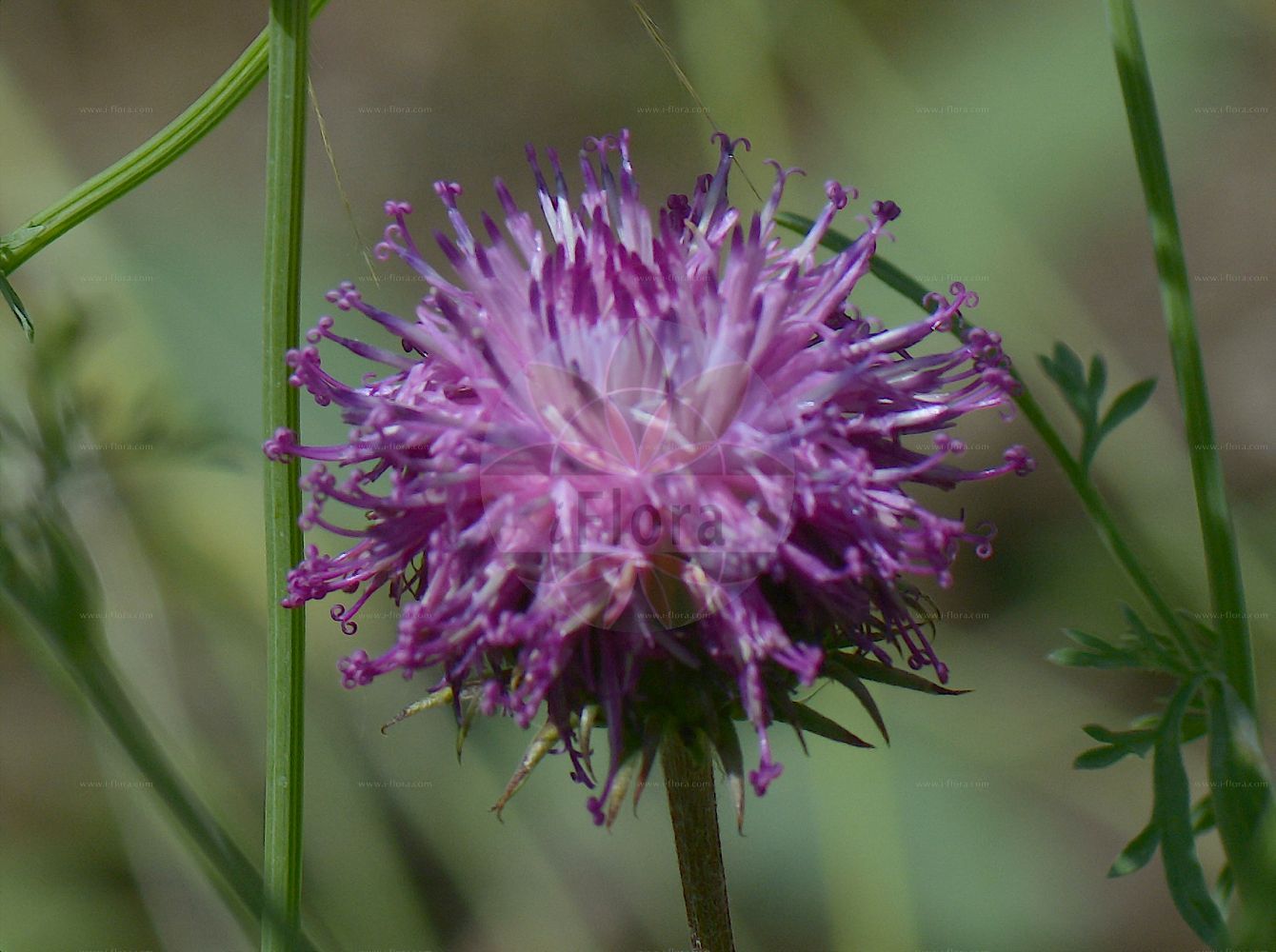 Foto von Jurinea mollis. Das Foto wurde in Klagenfurt, Kärnten, Österreich aufgenommen. ---- Photo of Jurinea mollis. The picture was taken in Klagenfurt, Carinthia, Austria.(Jurinea mollis,Carduus mollis,Carduus moschatus,Jurinea mollis,Jurinea moschata,Jurinea,Silberscharte,Jurinea,Asteraceae,Korbblütengewächse,Daisy family)