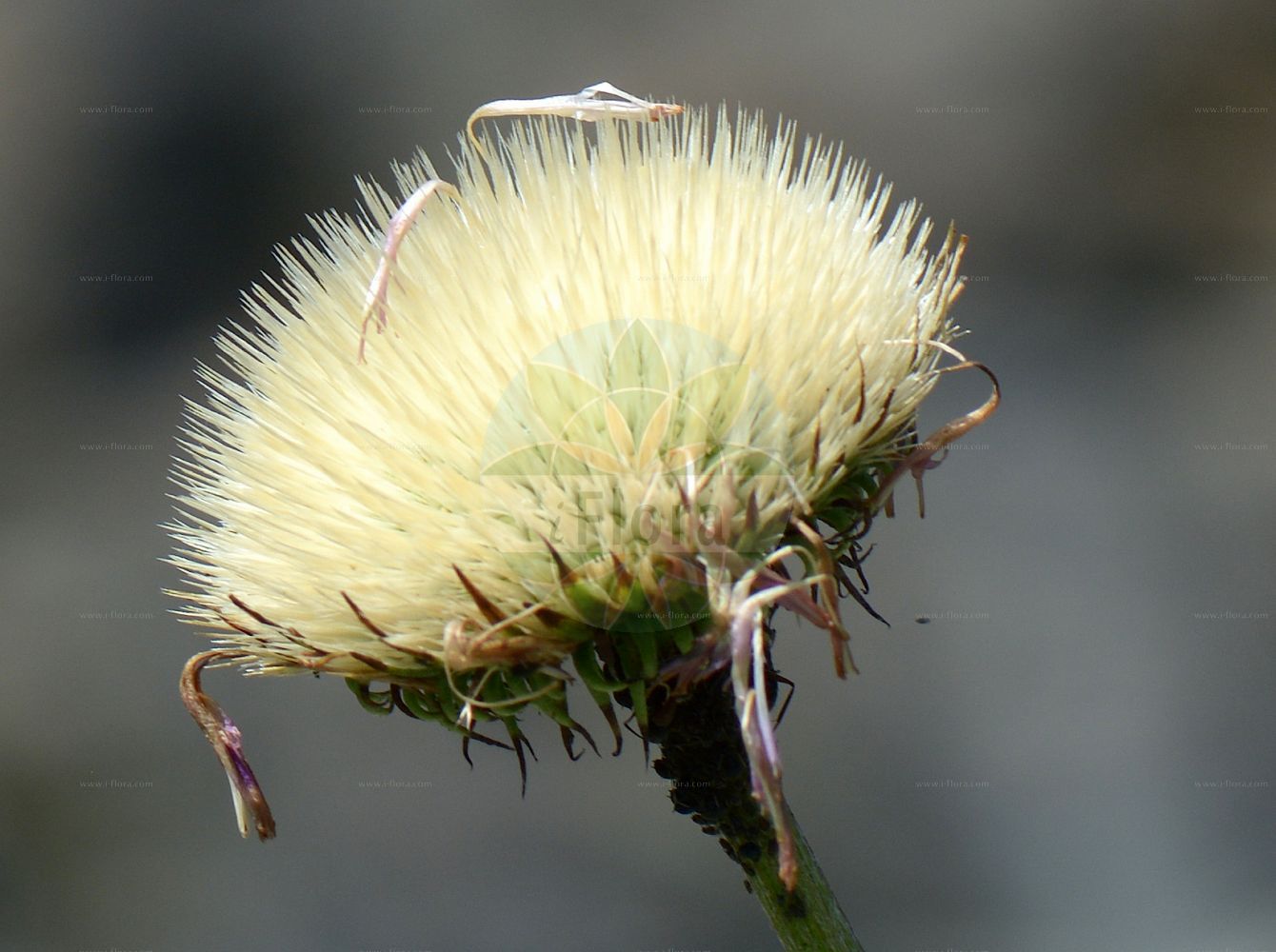 Foto von Jurinea mollis. Das Foto wurde in Klagenfurt, Kärnten, Österreich aufgenommen. ---- Photo of Jurinea mollis. The picture was taken in Klagenfurt, Carinthia, Austria.(Jurinea mollis,Carduus mollis,Carduus moschatus,Jurinea mollis,Jurinea moschata,Jurinea,Silberscharte,Jurinea,Asteraceae,Korbblütengewächse,Daisy family)