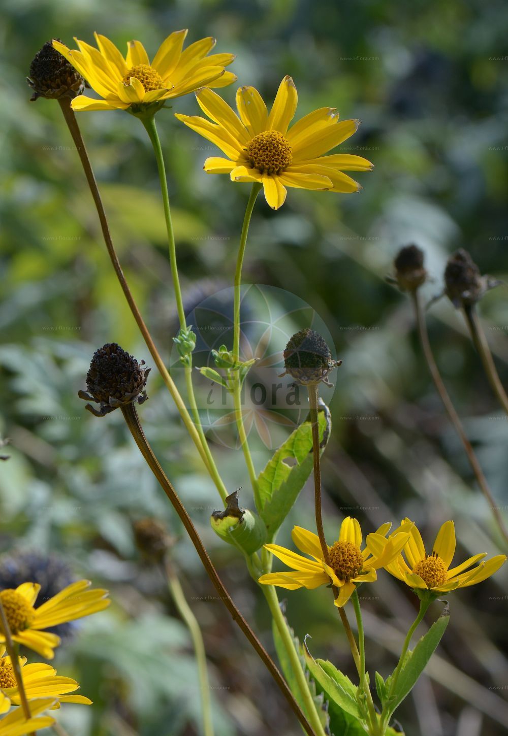 Foto von Heliopsis helianthoides. Das Foto wurde in Düsseldorf, Nordrhein-Westfalen, Deutschland aufgenommen. ---- Photo of Heliopsis helianthoides. The picture was taken in Dusseldorf, North Rhine-Westphalia, Germany.(Heliopsis helianthoides,Buphthalmum helianthoides,Heliopsis helianthoides,Heliopsis,Asteraceae,Korbblütengewächse,Daisy family)