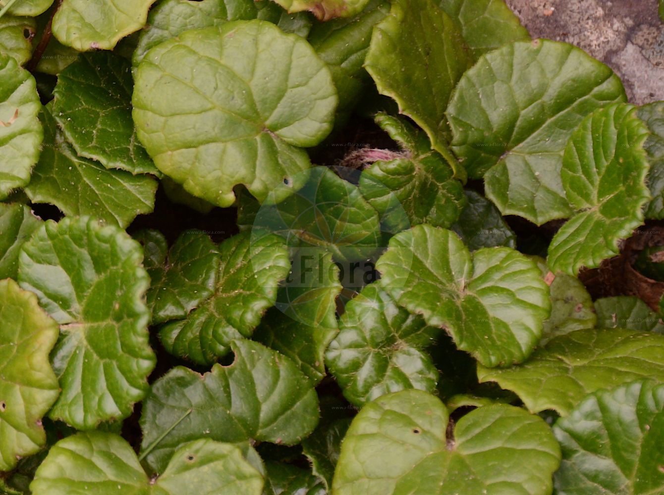 Foto von Homogyne sylvestris. Das Foto wurde in Oberhof, Thüringen, Deutschland aufgenommen. ---- Photo of Homogyne sylvestris. The picture was taken in Oberhof, Thuringia, Germany.(Homogyne sylvestris,Homogyne sylvestris,Homogyne,Alpenlattich,Coltsfoot,Asteraceae,Korbblütengewächse,Daisy family)