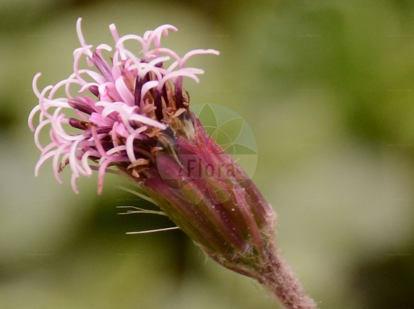 Foto von Homogyne sylvestris. Das Foto wurde in Oberhof, Thüringen, Deutschland aufgenommen. ---- Photo of Homogyne sylvestris. The picture was taken in Oberhof, Thuringia, Germany.(Homogyne sylvestris,Homogyne sylvestris,Homogyne,Alpenlattich,Coltsfoot,Asteraceae,Korbblütengewächse,Daisy family)
