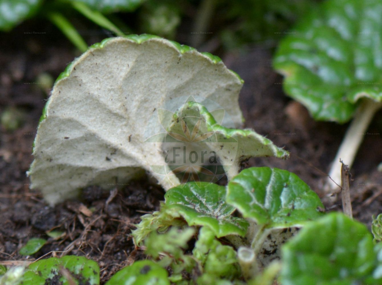 Foto von Homogyne discolor (Filziger Alpenlattich - Tomentose Coltsfoot). Das Foto wurde in Juliana, Trenta, Slowenien aufgenommen. ---- Photo of Homogyne discolor (Filziger Alpenlattich - Tomentose Coltsfoot). The picture was taken in Juliana, Trenta, Slovenia.(Homogyne discolor,Filziger Alpenlattich,Tomentose Coltsfoot,Homogyne discolor,Tussilago discolor,Filziger Alpenlattich,Filz-Brandlattich,Zweifarbiger Brandlattich,Tomentose Coltsfoot,Homogyne,Alpenlattich,Coltsfoot,Asteraceae,Korbblütengewächse,Daisy family)