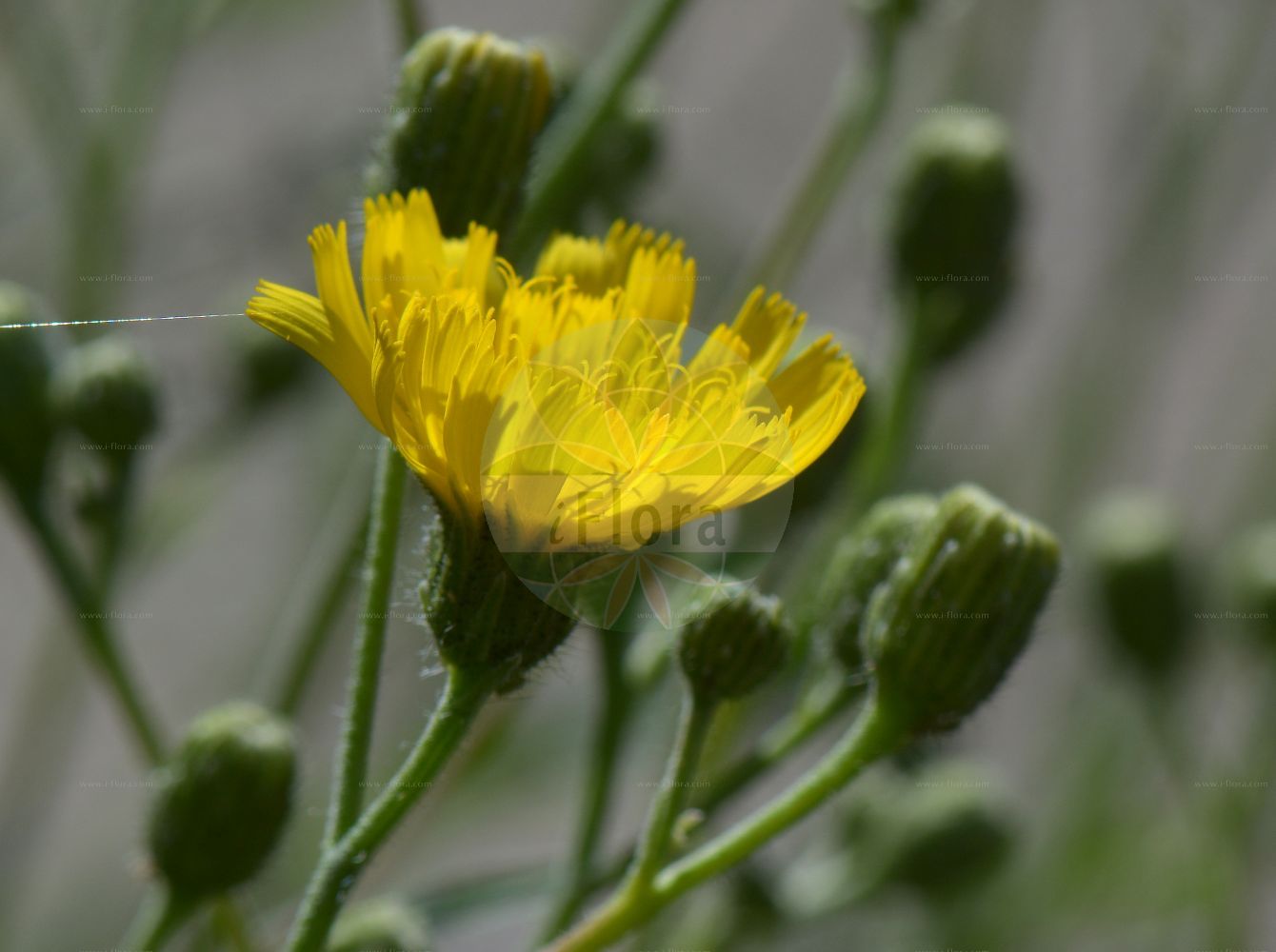 Foto von Hieracium amplexicaule (Stängelumfassendes Habichtskraut - Sticky Hawkweed). Das Foto wurde in Kopenhagen, Dänemark aufgenommen. ---- Photo of Hieracium amplexicaule (Stängelumfassendes Habichtskraut - Sticky Hawkweed). The picture was taken in Copenhagen, Denmark.(Hieracium amplexicaule,Stängelumfassendes Habichtskraut,Sticky Hawkweed,Hieracium amplexicaule,Hieracium balsameum,Hieracium tappeineri,Staengelumfassendes Habichtskraut,Stengelumfassendes Habichtskraut,Sticky Hawkweed,Hieracium,Habichtskraut,Hawkweeds,Asteraceae,Korbblütengewächse,Daisy family)