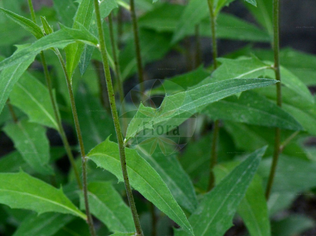 Foto von Hieracium norvegicum agg. (Norvegisches Habichtskraut). Das Foto wurde in Bormio, Lombardia, Italien aufgenommen. ---- Photo of Hieracium norvegicum agg. (Norvegisches Habichtskraut). The picture was taken in Bormio, Lombardia, Italy.(Hieracium norvegicum agg.,Norvegisches Habichtskraut,Hieracium norvegicum agg.,Norvegisches Habichtskraut,Hieracium,Habichtskraut,Hawkweeds,Asteraceae,Korbblütengewächse,Daisy family)