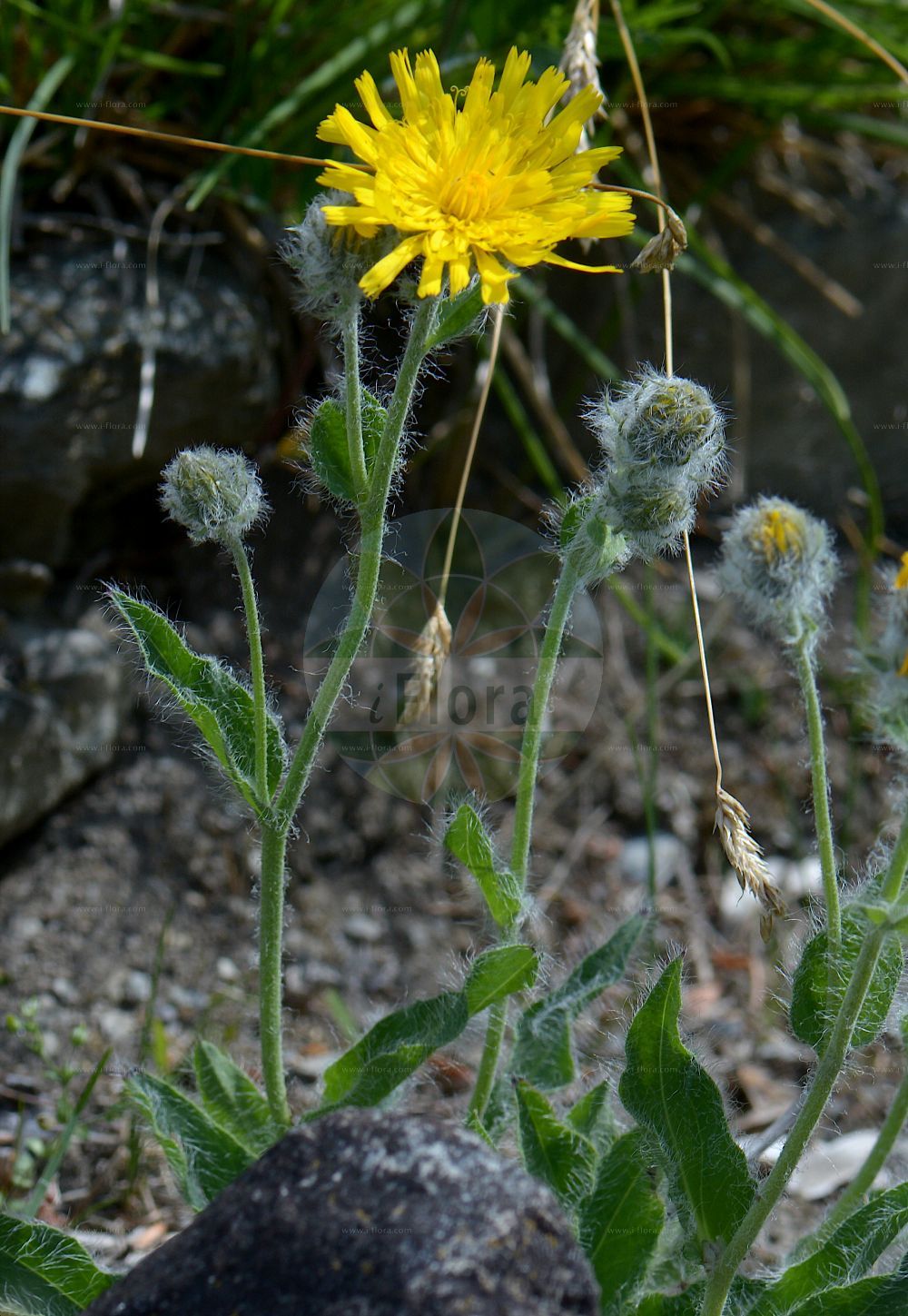 Foto von Hieracium scorzonerifolium (Schwarzwurzelblättriges Habichtskraut). Das Foto wurde in Bormio, Lombardia, Italien aufgenommen. ---- Photo of Hieracium scorzonerifolium (Schwarzwurzelblättriges Habichtskraut). The picture was taken in Bormio, Lombardia, Italy.(Hieracium scorzonerifolium,Schwarzwurzelblättriges Habichtskraut,Hieracium helveticum,Hieracium scorzonerifolium,Hieracium trichocephalum,Schwarzwurzelblaettriges Habichtskraut,Hieracium,Habichtskraut,Hawkweeds,Asteraceae,Korbblütengewächse,Daisy family)