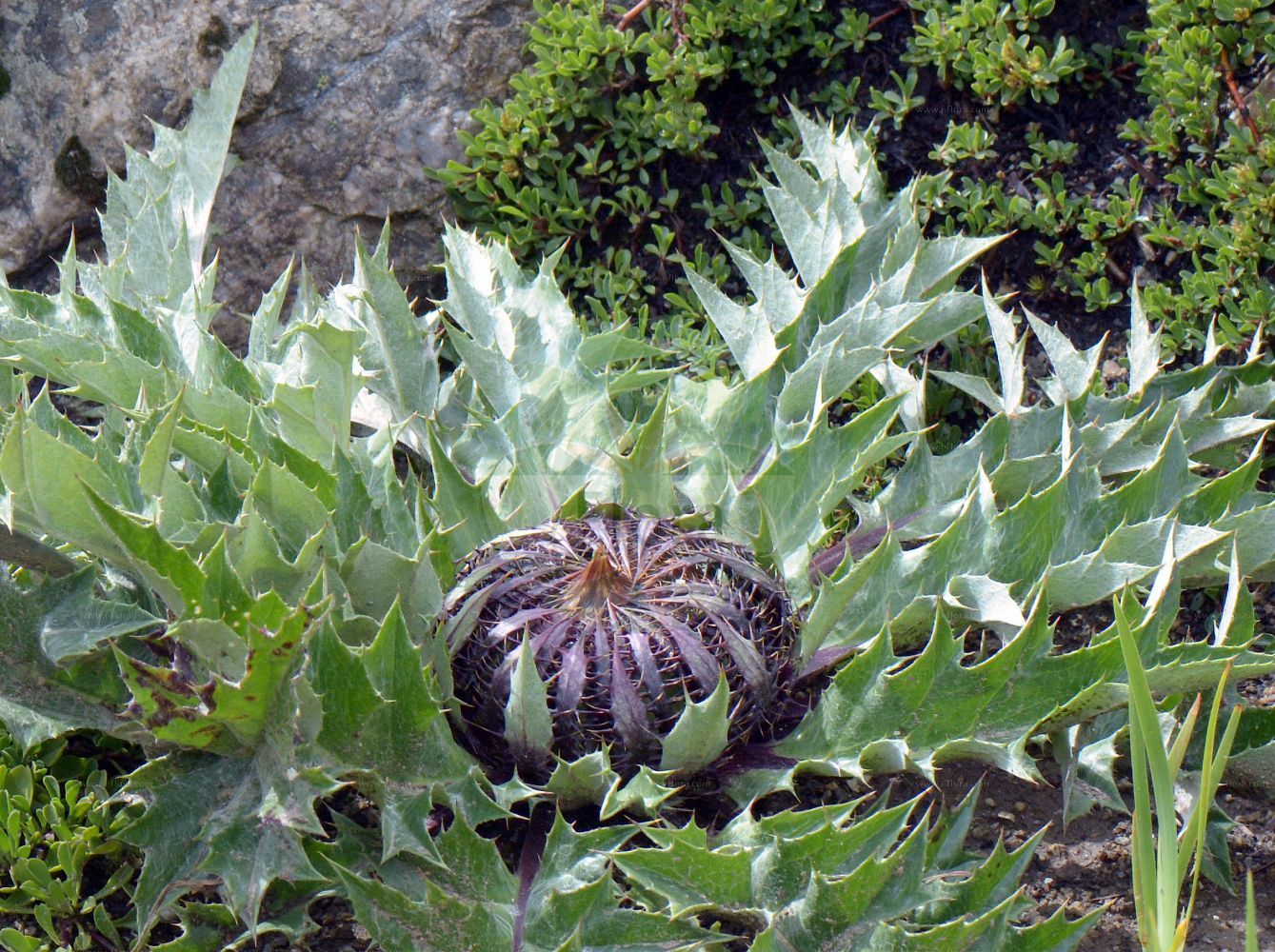 Foto von Carlina acanthifolia (Acanthusblättrige Eberwurz). Das Foto wurde in Saussurea, Mont Blanc, Valle d’Aosta, Italien aufgenommen. ---- Photo of Carlina acanthifolia (Acanthusblättrige Eberwurz). The picture was taken in Saussurea, Mont Blanc, Valle d'Aosta, Italy.(Carlina acanthifolia,Acanthusblättrige Eberwurz,Carlina acanthifolia,Acanthusblaettrige Eberwurz,Carlina,Eberwurz,Carline Thistle,Asteraceae,Korbblütengewächse,Daisy family)
