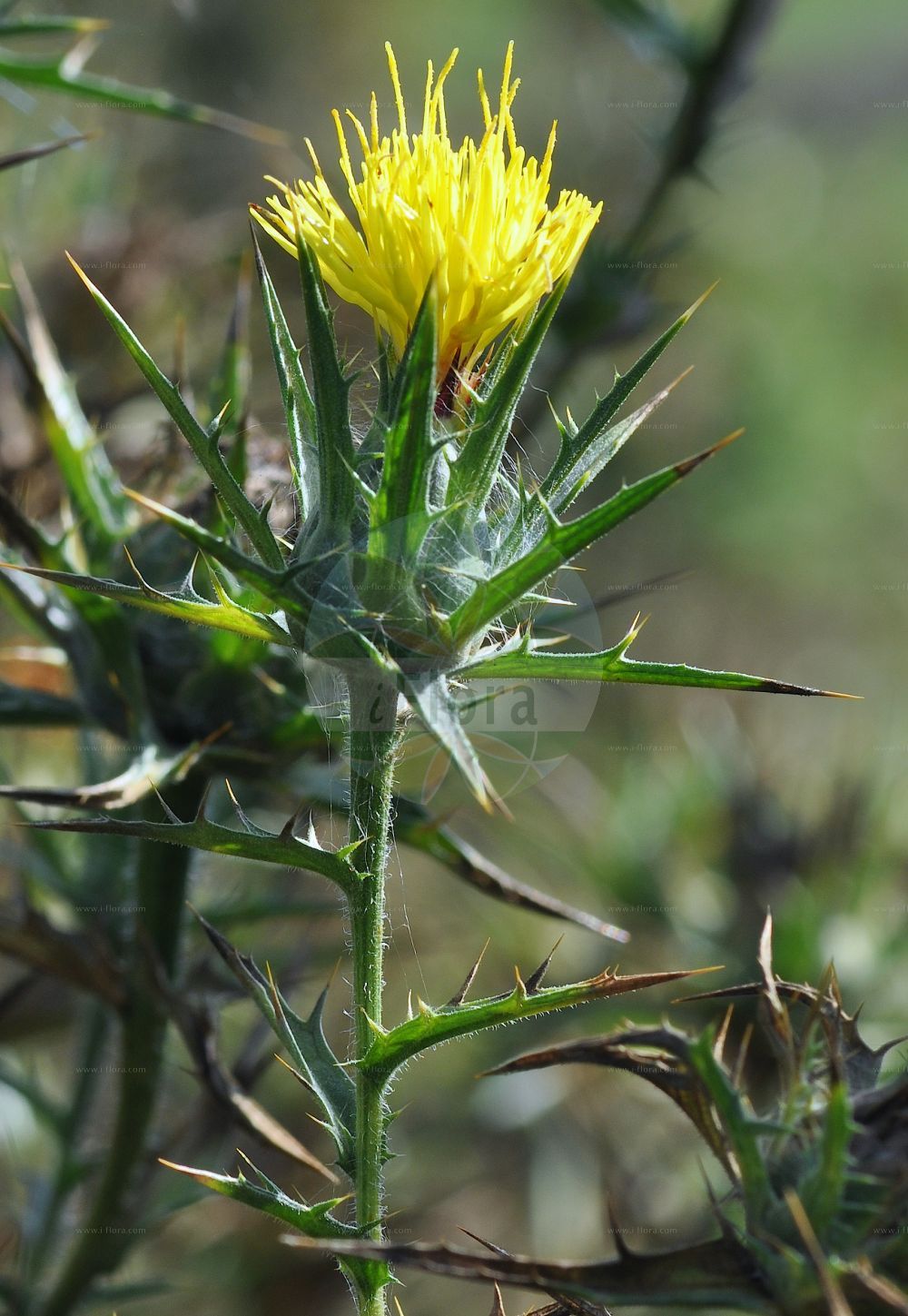 Foto von Carthamus lanatus (Downy Safflower). Das Foto wurde in Bayreuth, Bayern, Deutschland aufgenommen. ---- Photo of Carthamus lanatus (Downy Safflower). The picture was taken in Bayreuth, Bavaria, Germany.(Carthamus lanatus,Downy Safflower,Carthamus elatus,Carthamus lanatus,Carthamus turbinatus,Kentrophyllum elatum,Kentrophyllum lanatum,Kentrophyllum turbinatum,Carthamus,Asteraceae,Korbblütengewächse,Daisy family)
