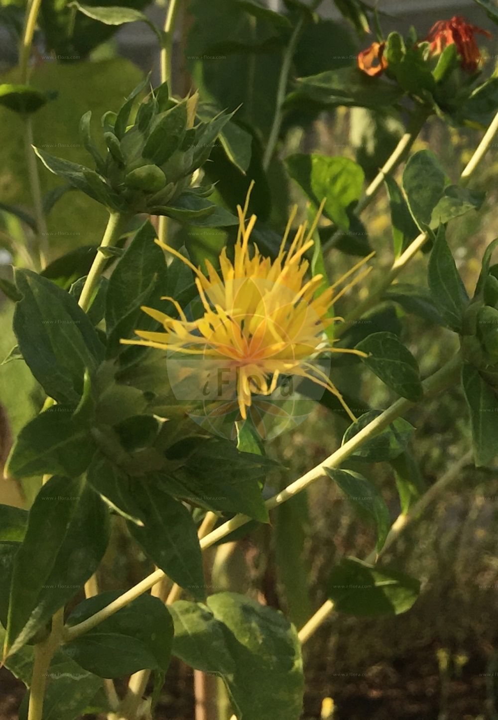 Foto von Carthamus tinctorius (Safflower). Das Foto wurde in Ulm, Bayern, Deutschland aufgenommen. ---- Photo of Carthamus tinctorius (Safflower). The picture was taken in Ulm, Bavaria, Germany.(Carthamus tinctorius,Safflower,Carthamus tinctorius,Carthamus,Asteraceae,Korbblütengewächse,Daisy family)