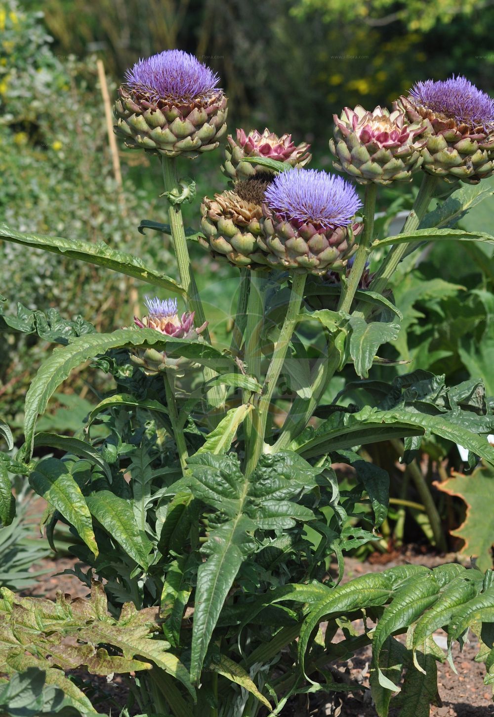 Foto von Cynara scolymus. Das Foto wurde in Frankfurt, Hessen, Deutschland aufgenommen. ---- Photo of Cynara scolymus. The picture was taken in Frankfurt, Hesse, Germany.(Cynara scolymus,Cynara scolymus,Cynara,Asteraceae,Korbblütengewächse,Daisy family)