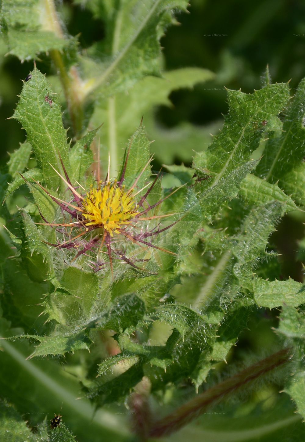 Foto von Centaurea benedicta (Benediktenkraut - Blessed Thistle). Das Foto wurde in Bonn, Nordrhein-Westfalen, Deutschland aufgenommen. ---- Photo of Centaurea benedicta (Benediktenkraut - Blessed Thistle). The picture was taken in Bonn, North Rhine-Westphalia, Germany.(Centaurea benedicta,Benediktenkraut,Blessed Thistle,Carbenia benedicta,Centaurea benedicta,Cnicus benedictus,Cnicus bulgaricus,Benediktenkraut,Bitterdistel,Spinnendistel,Blessed Thistle,Holy Thistle,St. Benedict's Thistle,Centaurea,Flockenblume,Knapweed,Asteraceae,Korbblütengewächse,Daisy family)