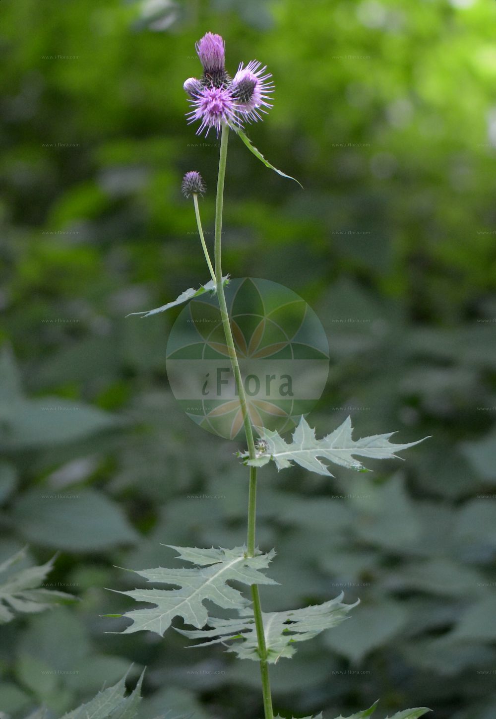 Foto von Cirsium alsophilum. Das Foto wurde in Monte Baldo, Ferrara di Monte Baldo, Veneto, Italien, Alpen aufgenommen. ---- Photo of Cirsium alsophilum. The picture was taken in Monte Baldo, Ferrara di Monte Baldo, Veneto, Italy, Alps.(Cirsium alsophilum,Cirsium allionii,Cirsium alsophilum,Cirsium montanum,Cnicus alsophilus,Cnicus montanus,Cirsium,Kratzdistel,Thistle,Asteraceae,Korbblütengewächse,Daisy family)