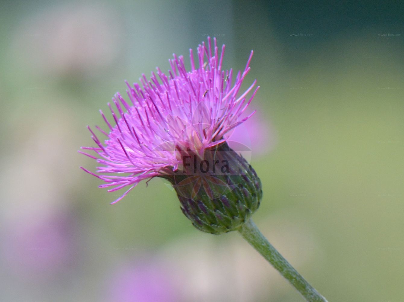 Foto von Cirsium pannonicum. Das Foto wurde in Klagenfurt, Kärnten, Österreich aufgenommen. ---- Photo of Cirsium pannonicum. The picture was taken in Klagenfurt, Carinthia, Austria.(Cirsium pannonicum,Carduus pannonicus,Cirsium pannonicum,Cirsium zugazae,Cnicus pannonicus,Cirsium,Kratzdistel,Thistle,Asteraceae,Korbblütengewächse,Daisy family)