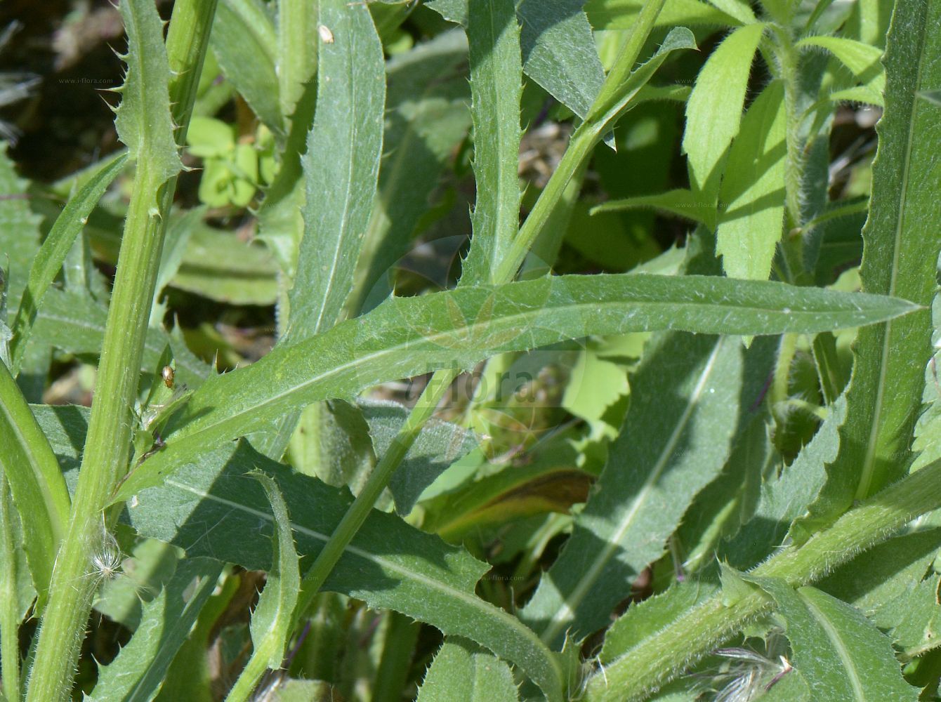 Foto von Cirsium pannonicum. Das Foto wurde in Klagenfurt, Kärnten, Österreich aufgenommen. ---- Photo of Cirsium pannonicum. The picture was taken in Klagenfurt, Carinthia, Austria.(Cirsium pannonicum,Carduus pannonicus,Cirsium pannonicum,Cirsium zugazae,Cnicus pannonicus,Cirsium,Kratzdistel,Thistle,Asteraceae,Korbblütengewächse,Daisy family)