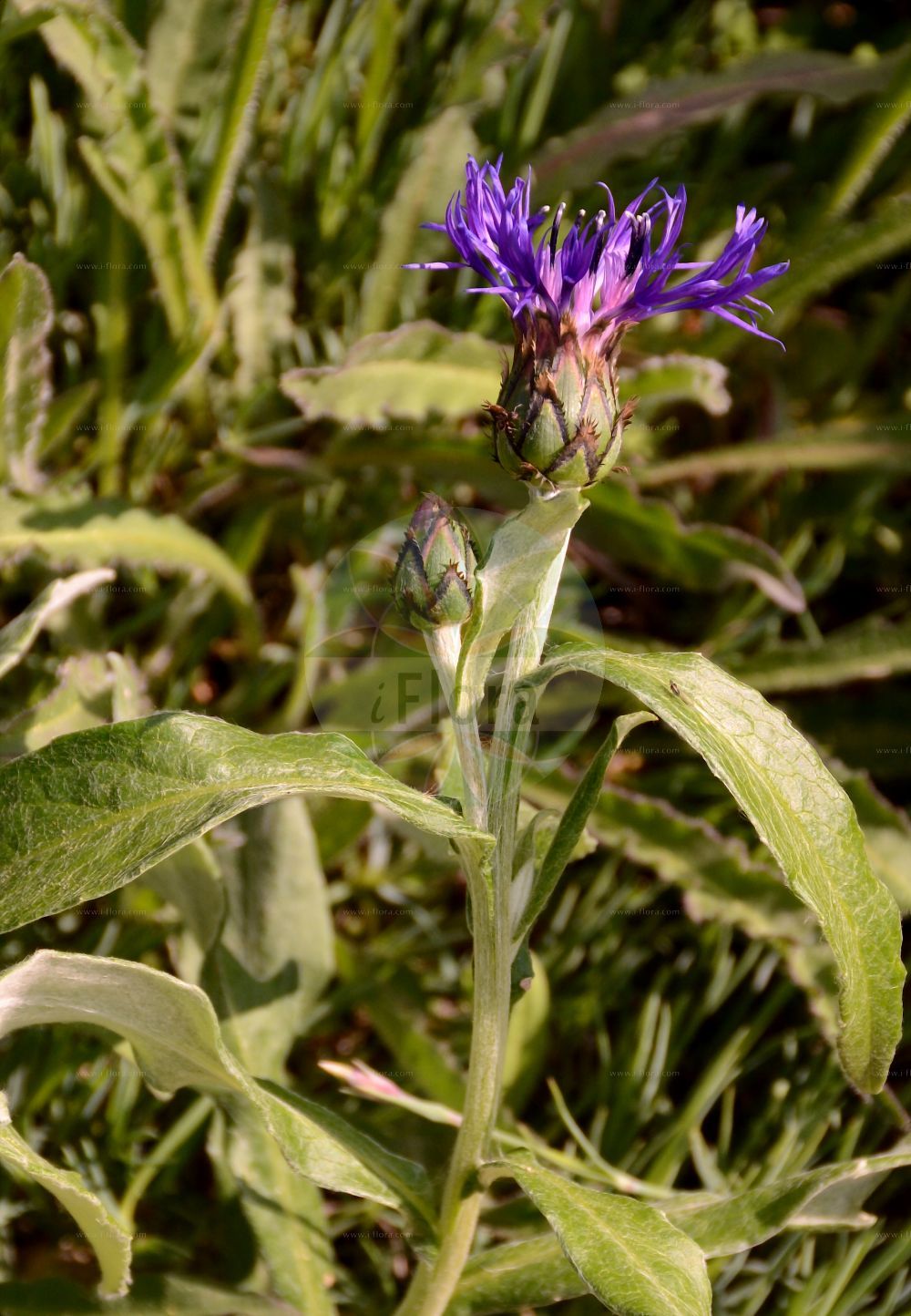 Foto von Cyanus mollis. Das Foto wurde in Marburg, Hessen, Deutschland aufgenommen. ---- Photo of Cyanus mollis. The picture was taken in Marburg, Hesse, Germany.(Cyanus mollis,Centaurea javornikiensis,Cyanus mollis,Cyanus montanus subsp. mollis,Cyanus,Asteraceae,Korbblütengewächse,Daisy family)